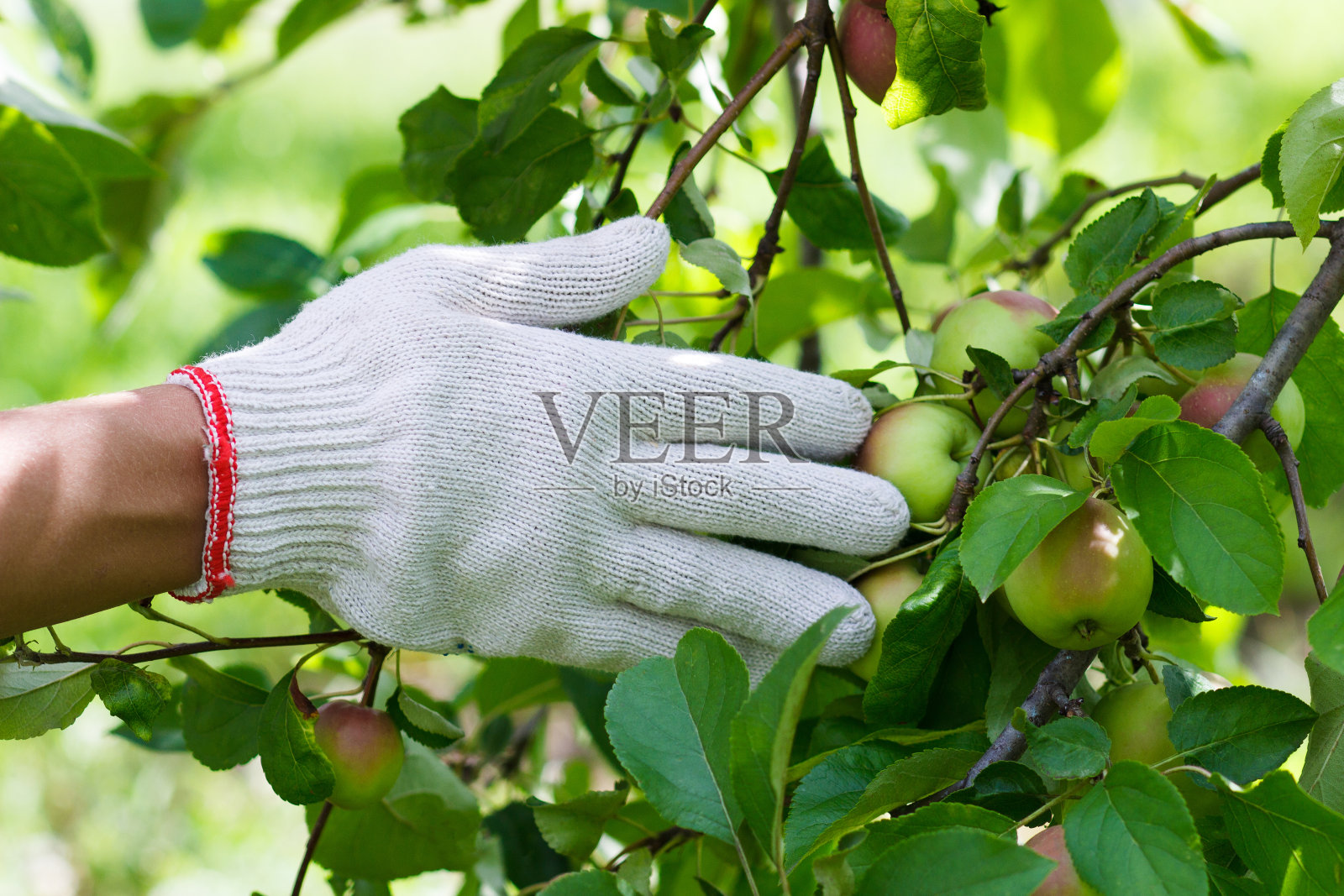 苹果树上有成熟的红苹果，模糊的背景照片摄影图片