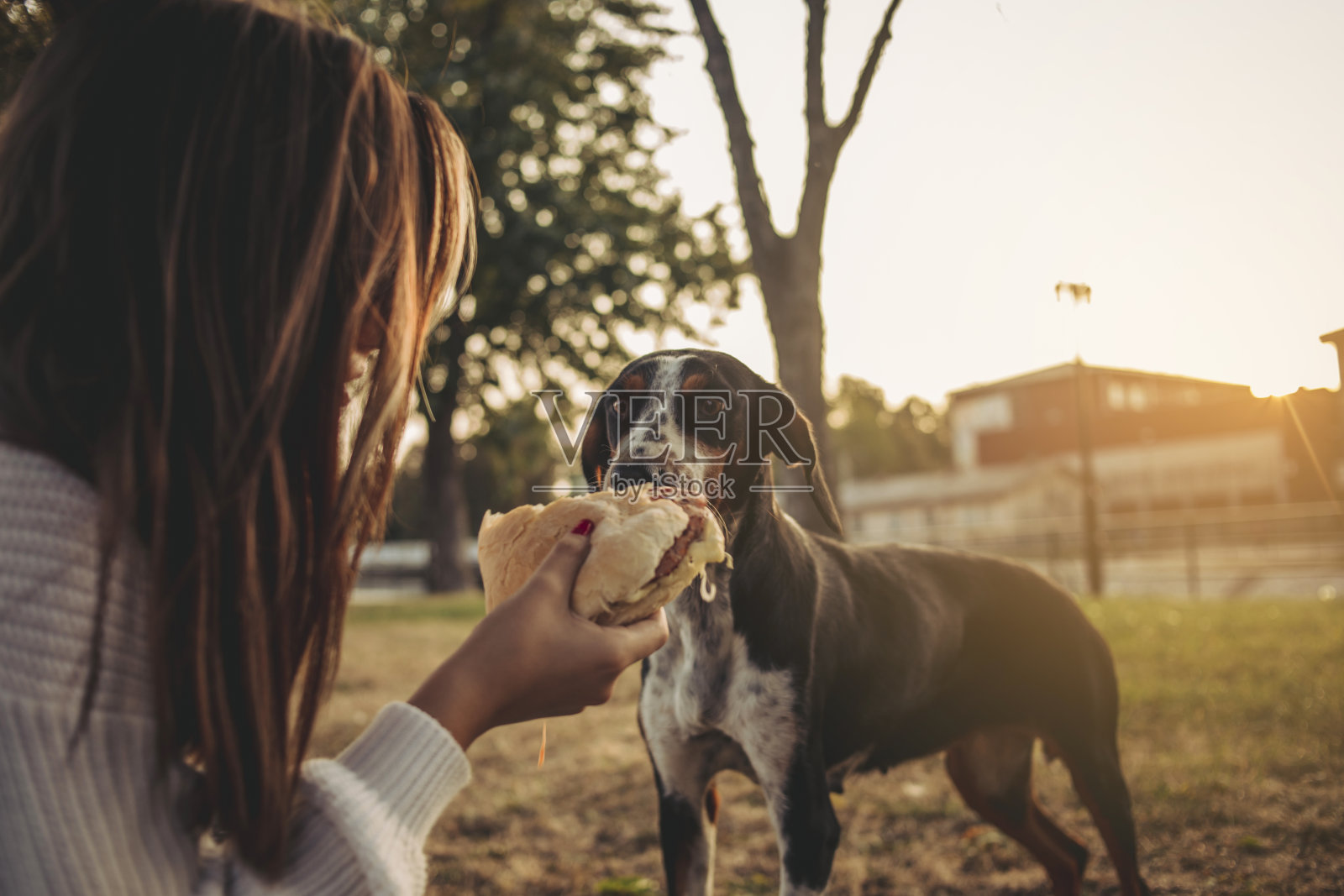 这只狗在街上从一个和它分享汉堡包的女人手里吃东西照片摄影图片