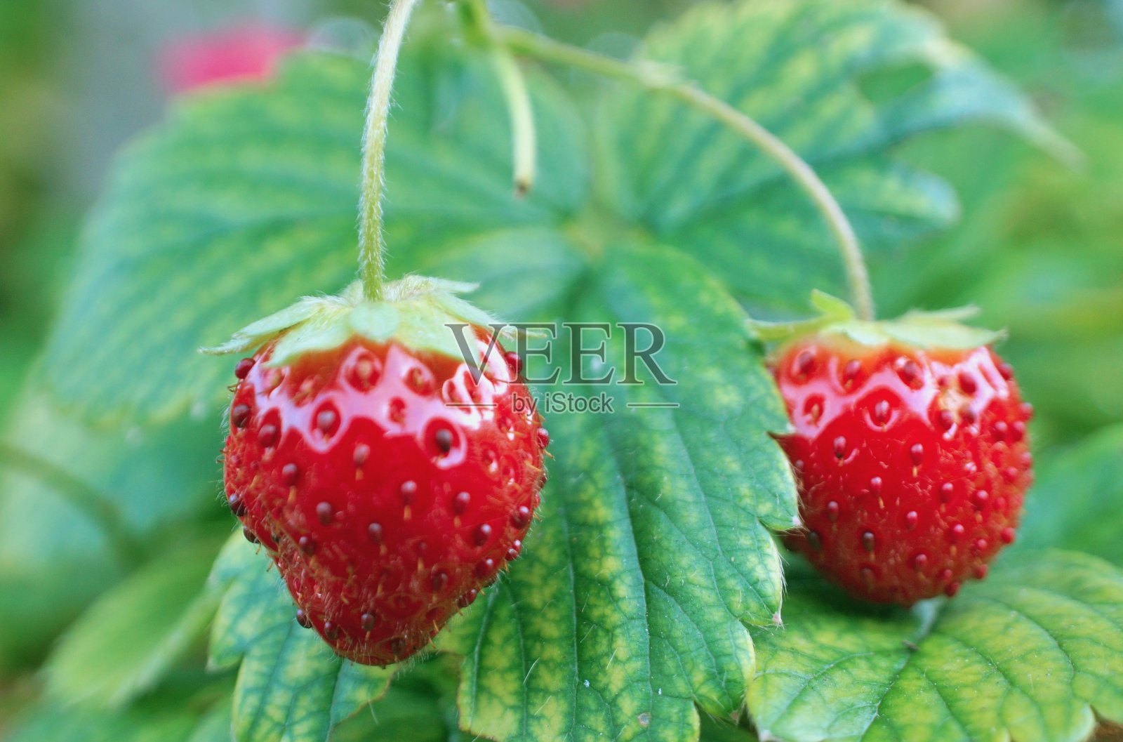 甜美多汁的草莓照片摄影图片