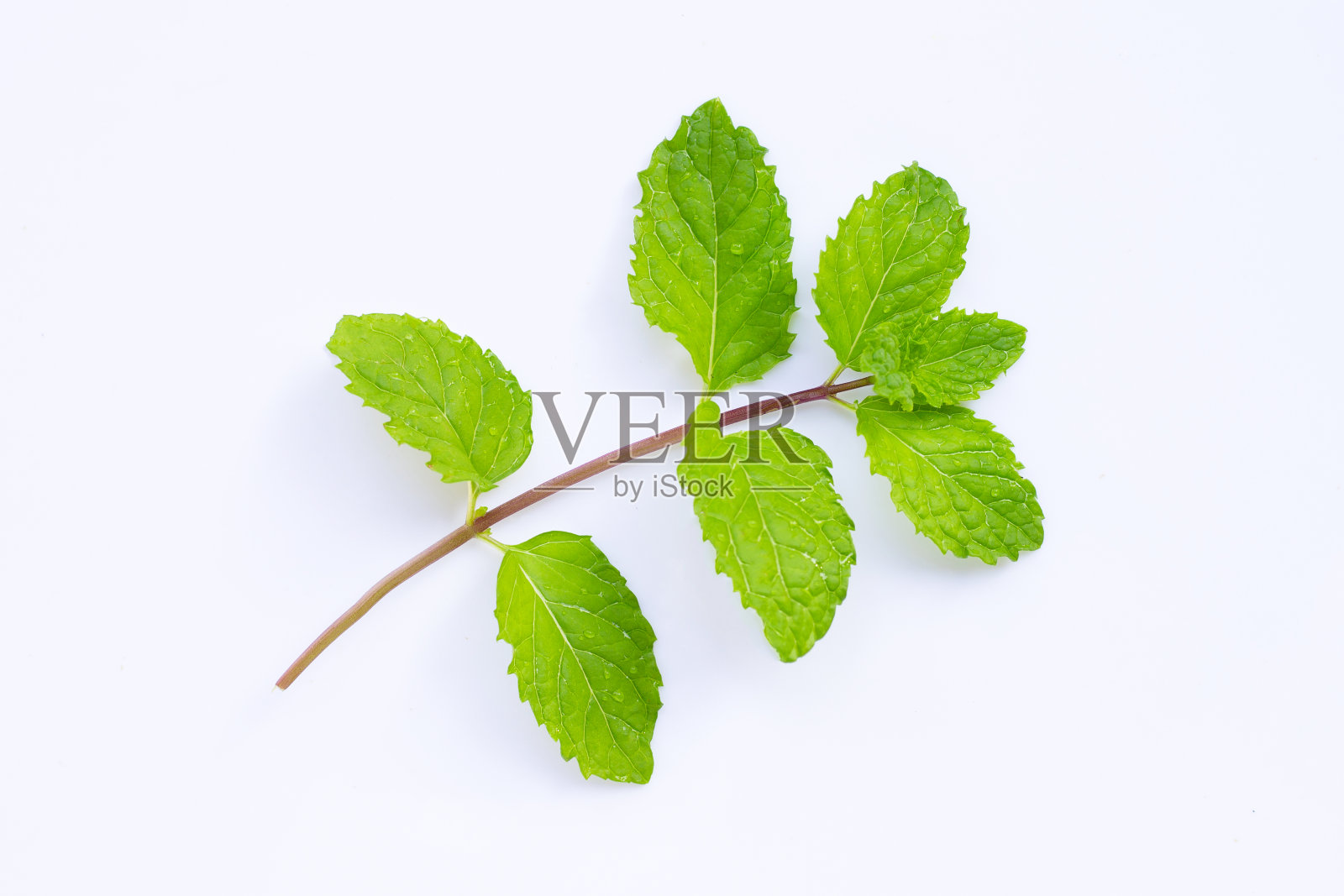 白色背景上的新鲜薄荷叶。照片摄影图片