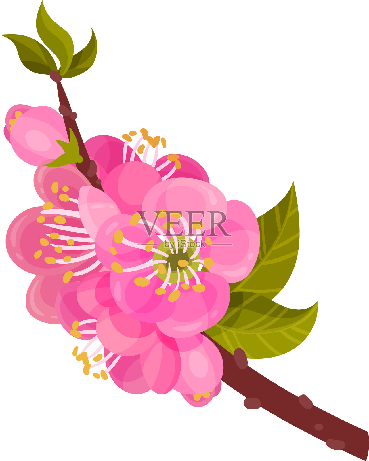 盛开的杏树枝与花蕾插画图片素材