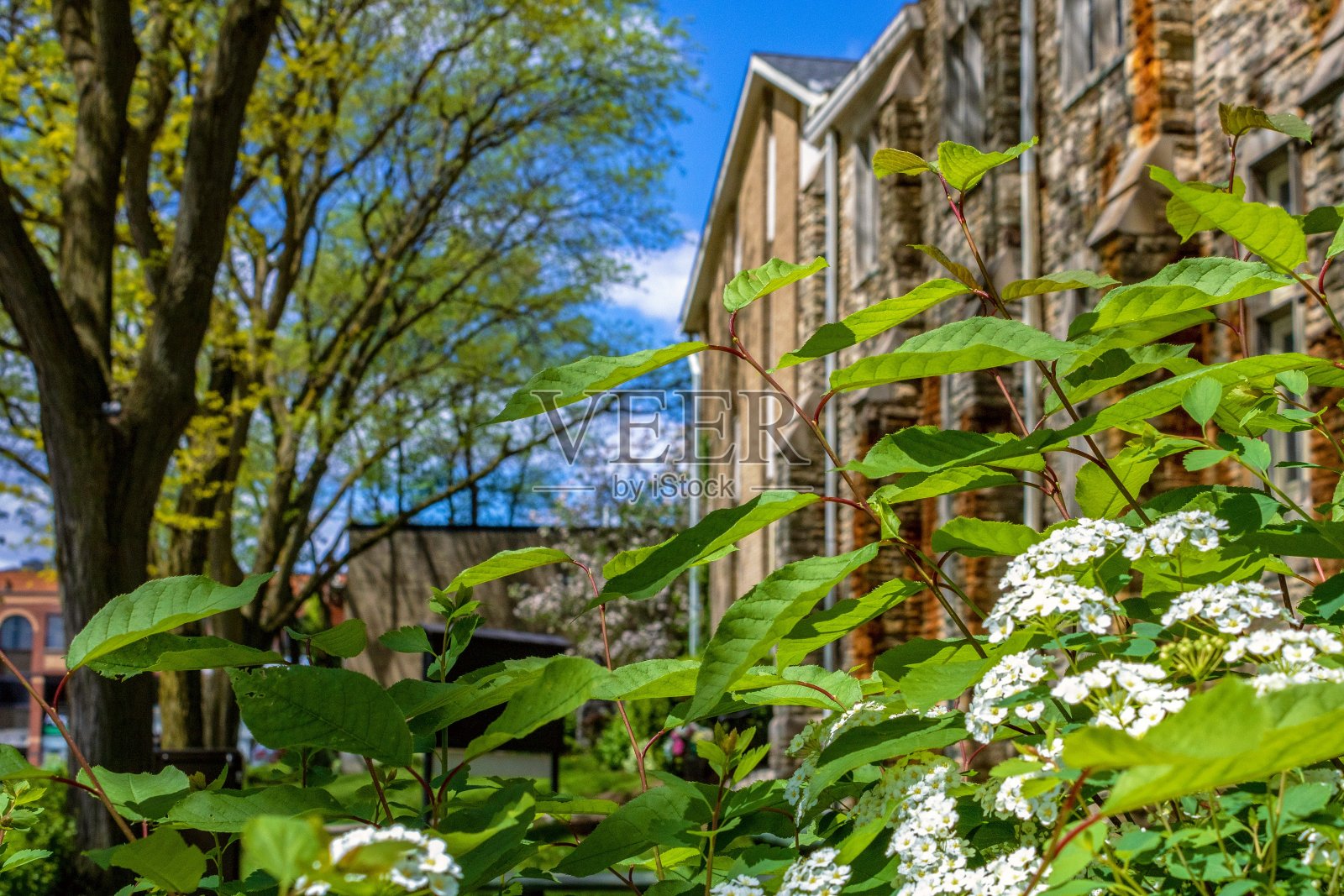 一座古老的教堂建筑的正面前景是绿叶和白花照片摄影图片