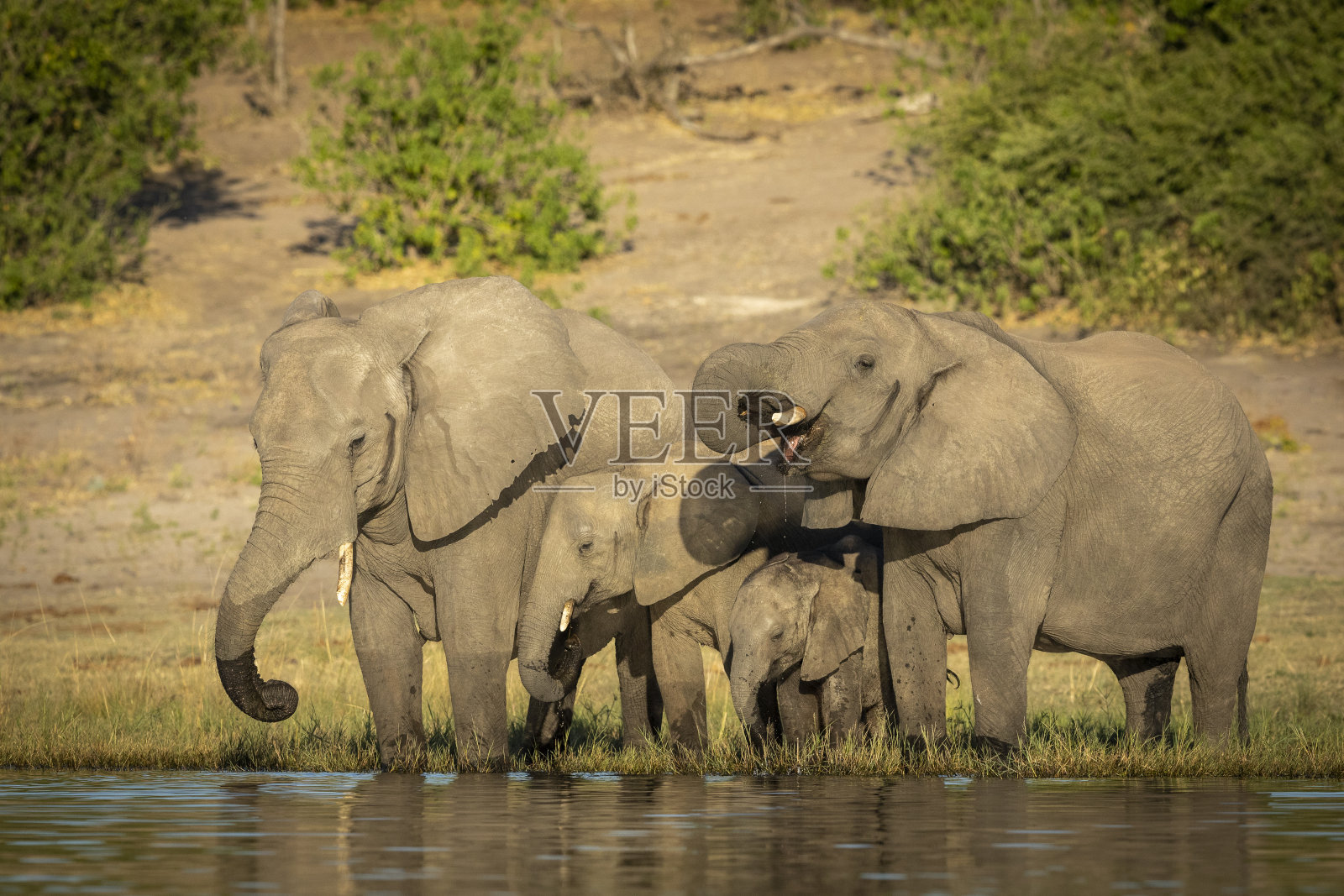 象群在博茨瓦纳的丘比河饮水照片摄影图片