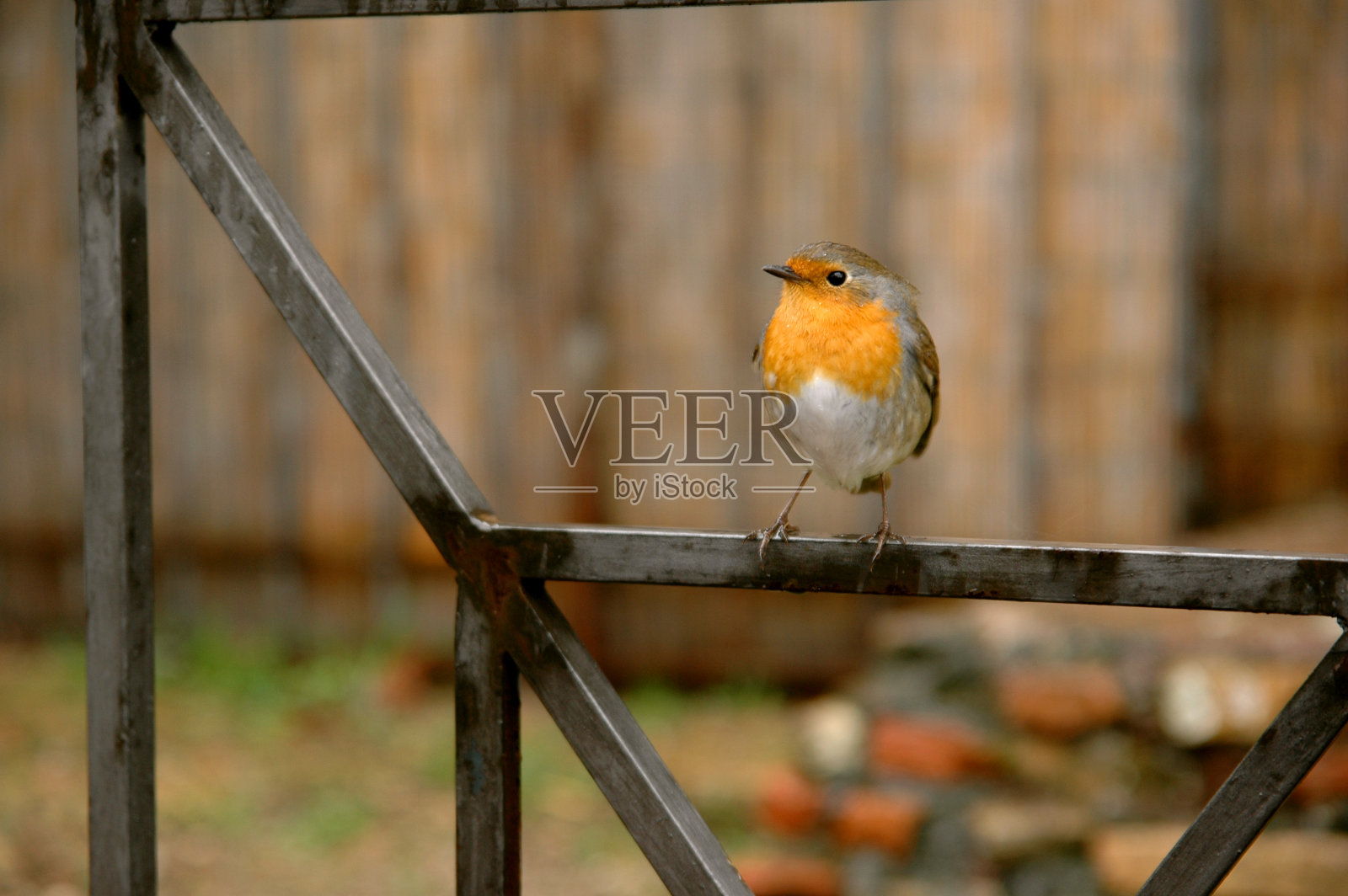 欧洲罗宾照片摄影图片