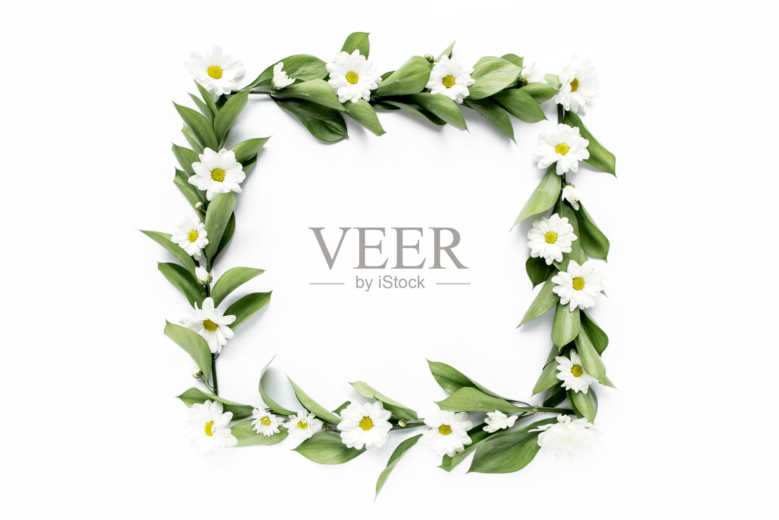 框架与绿色的叶和枝洋甘菊，菊花孤立在白色的背景。平放，俯视图照片摄影图片