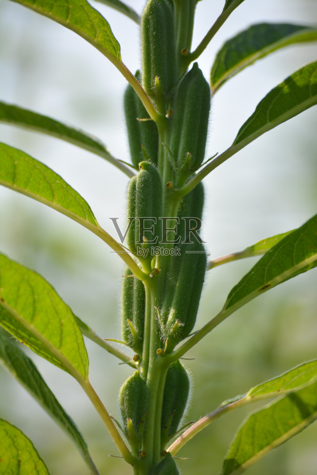 芝麻花在田野的树上照片摄影图片