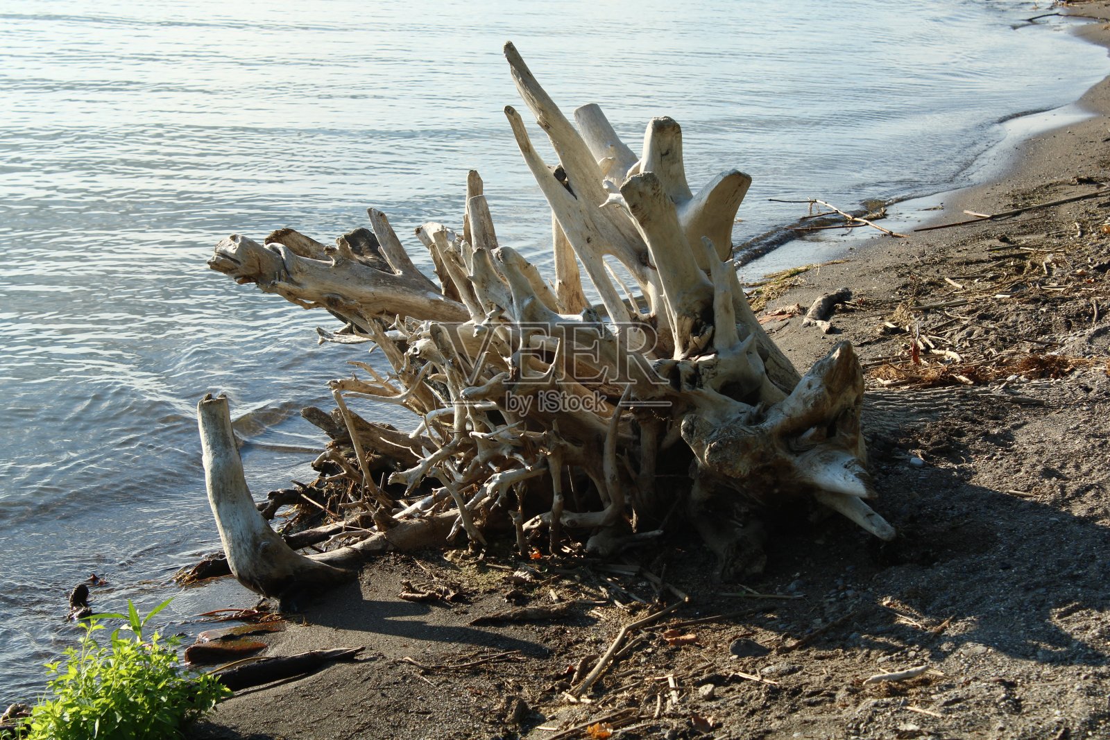 树桩形状照片摄影图片