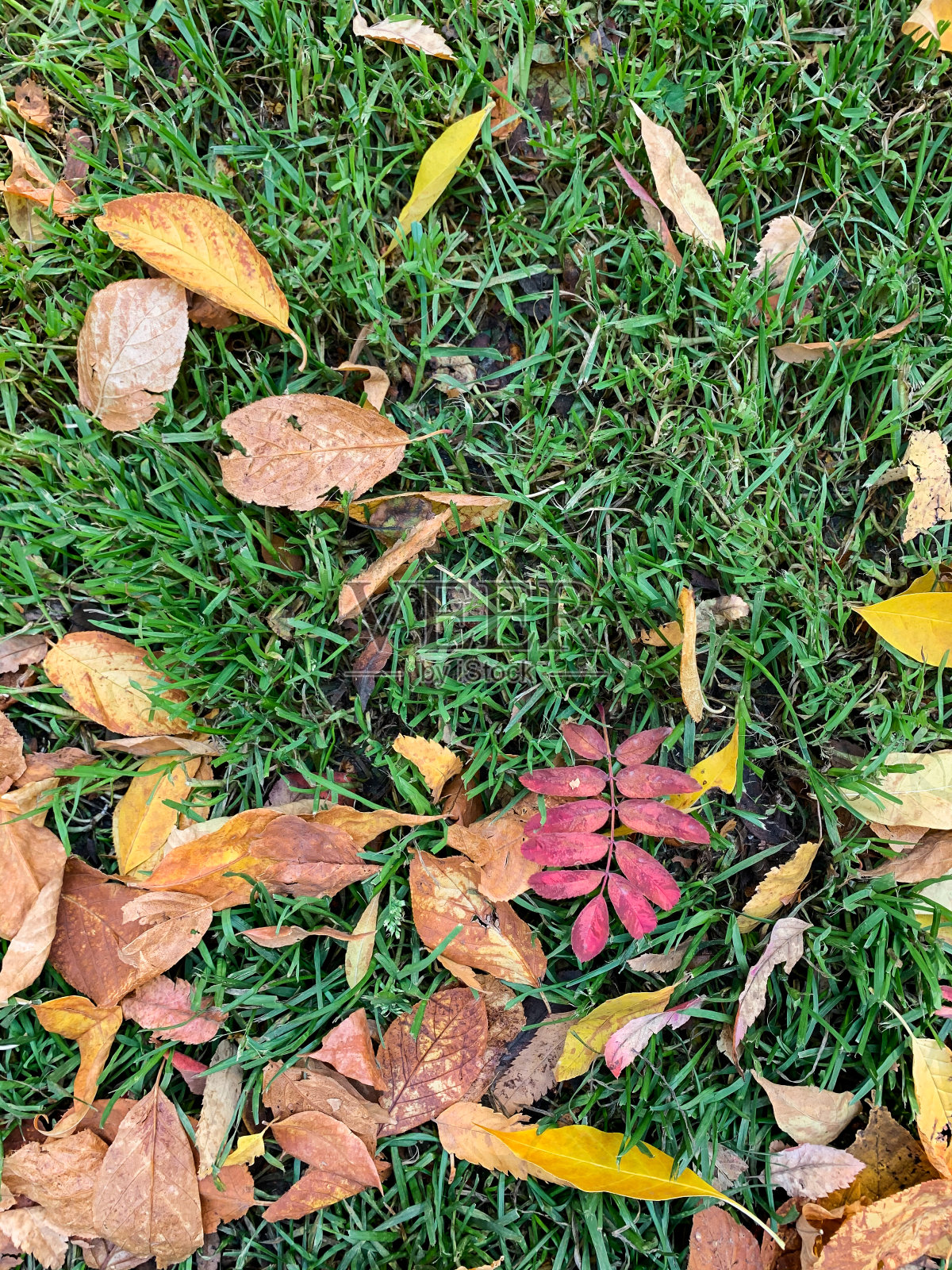 绿草上的秋天橙色叶子。照片摄影图片