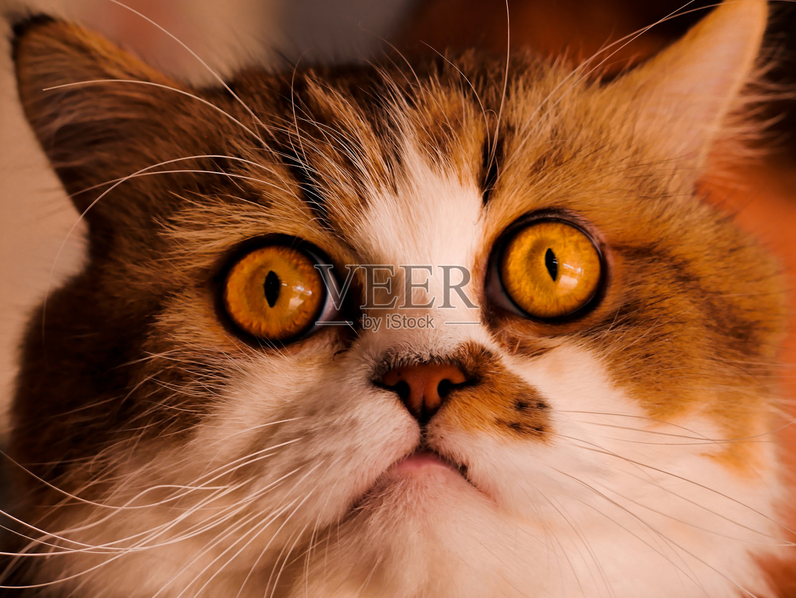 波斯猫黄眼睛白毛，黑白相间，棕色照片摄影图片