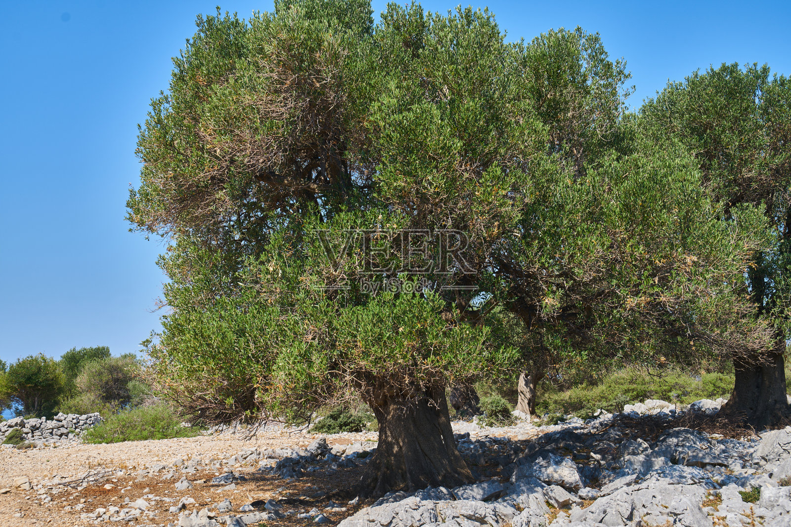 伦橄榄树照片摄影图片