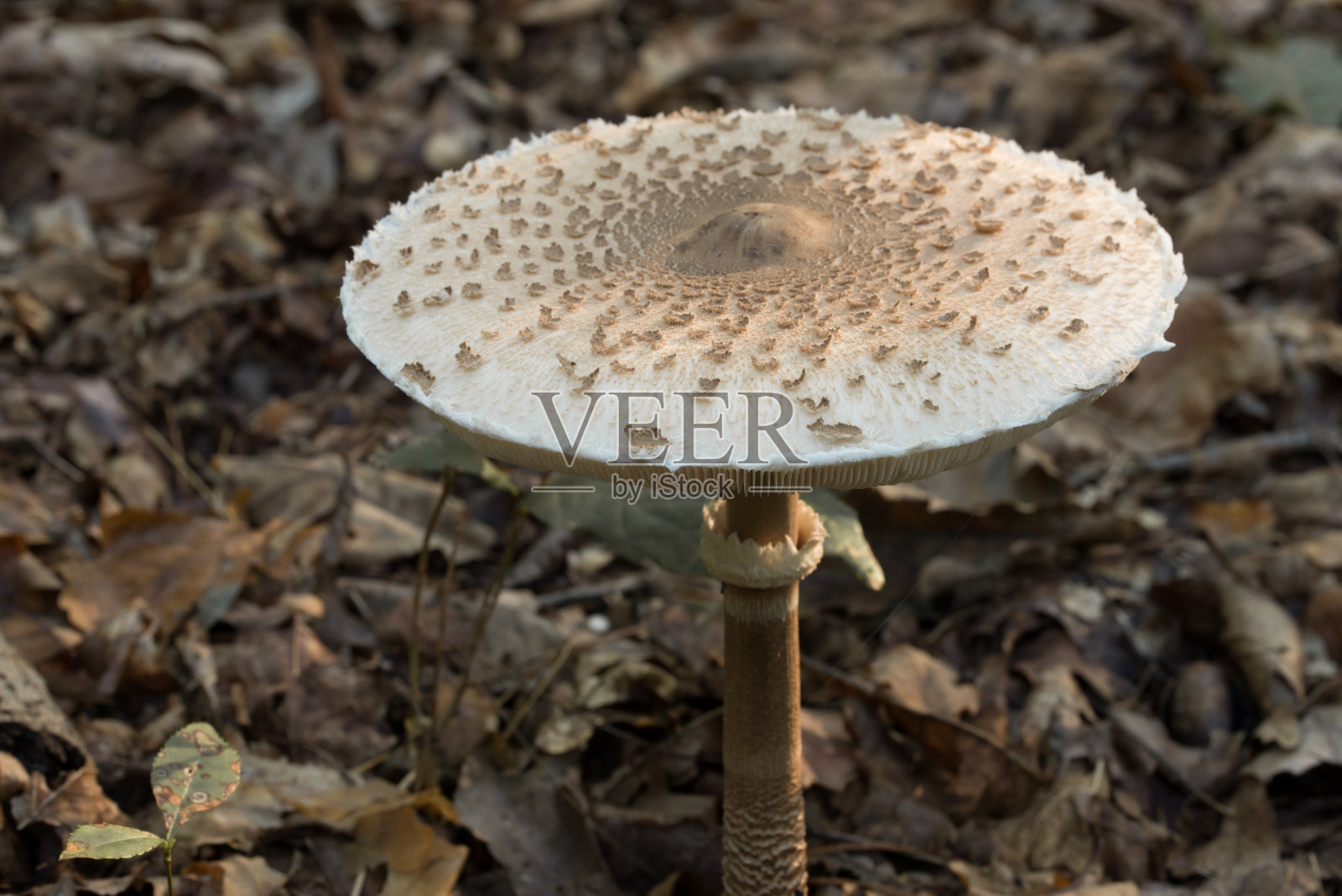 大头翁，阳伞蘑菇特写照片摄影图片