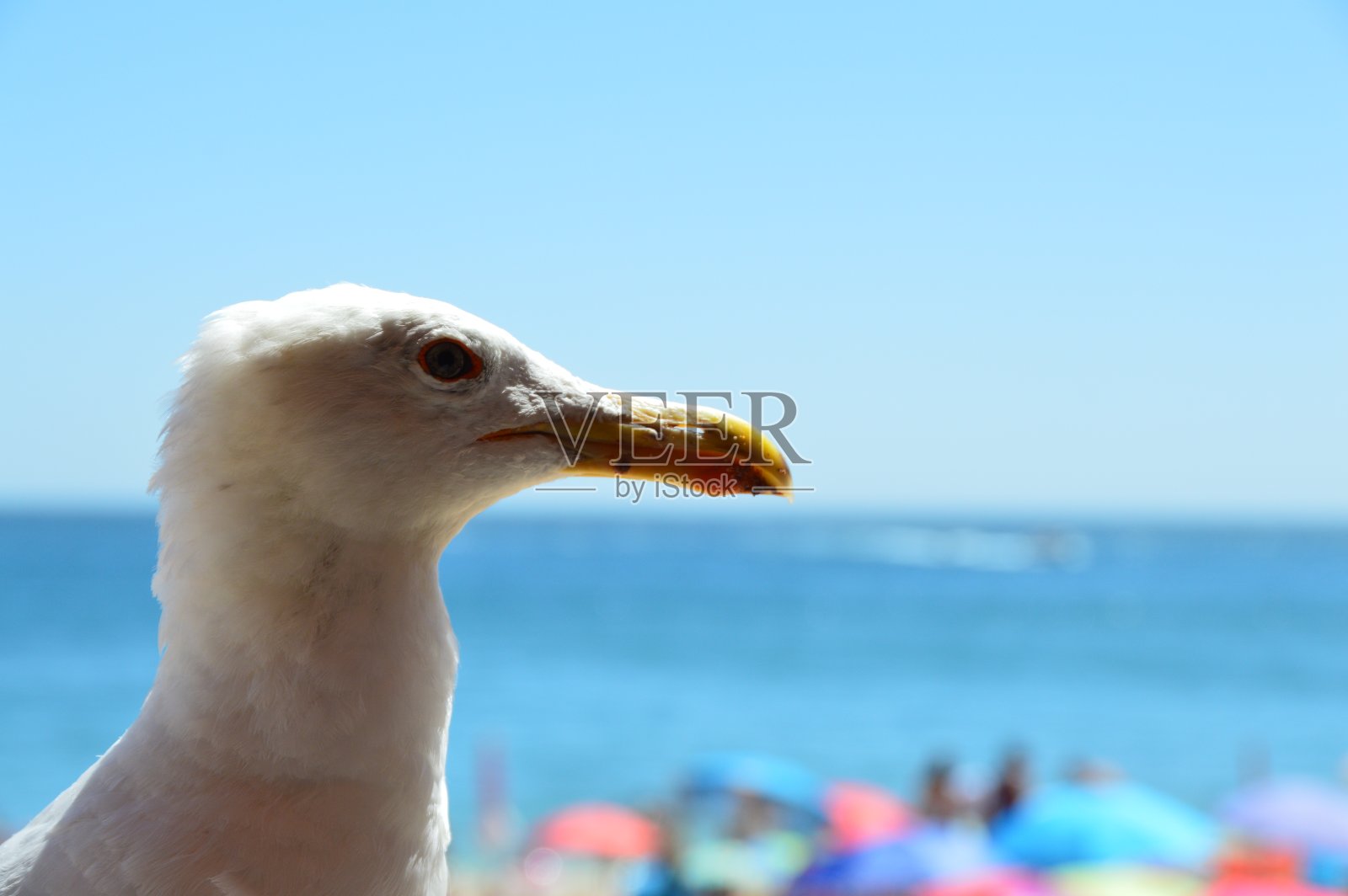 特写镜头的海鸥照片摄影图片