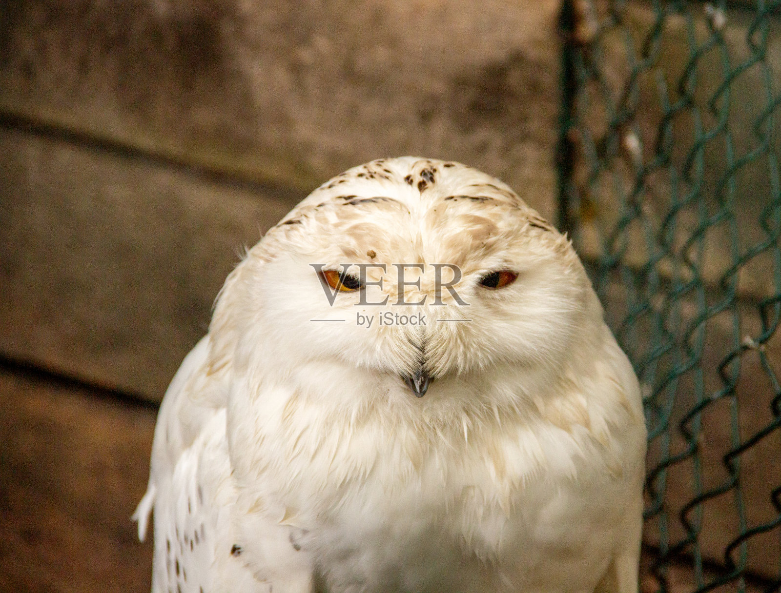 雪鸮是真正猫头鹰家族中的一种大型白色猫头鹰照片摄影图片