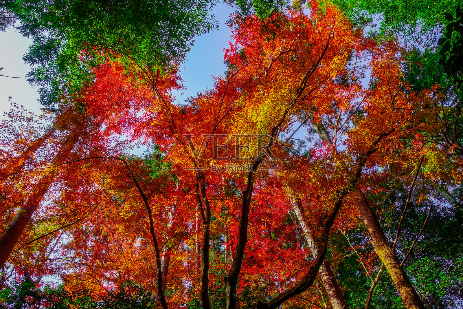 京都嵯峨野秋叶季竹林小径，竹林绿意与鲜红秋叶照片摄影图片