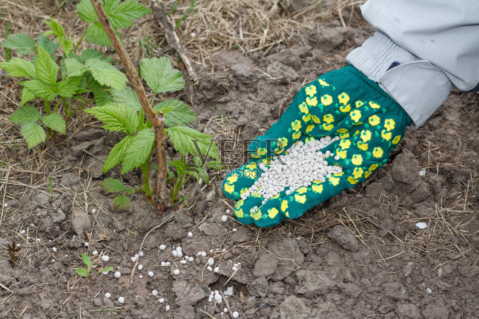 农民戴着手套给土壤施肥照片摄影图片