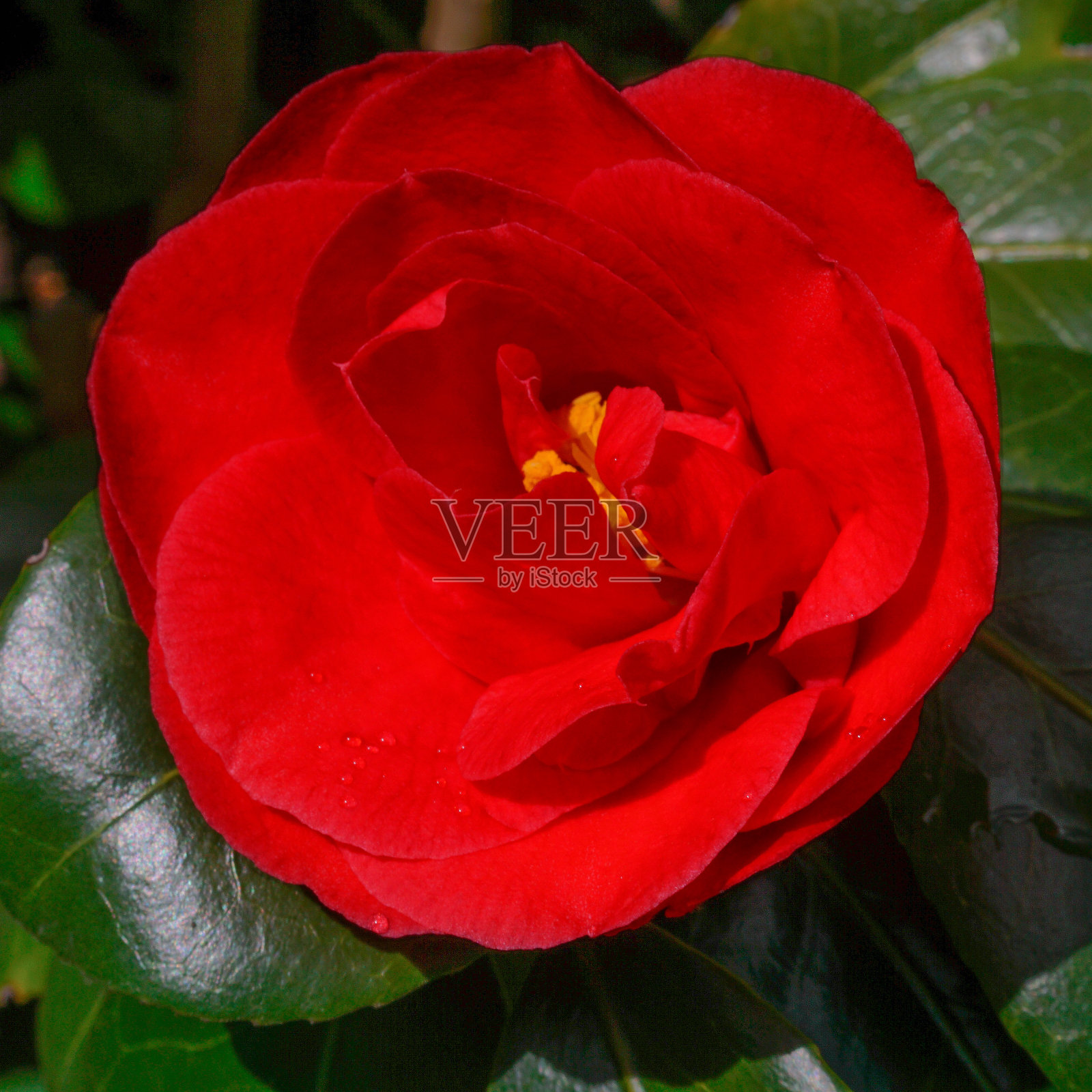 在明亮的灯光下，方形的红色山茶花照片摄影图片