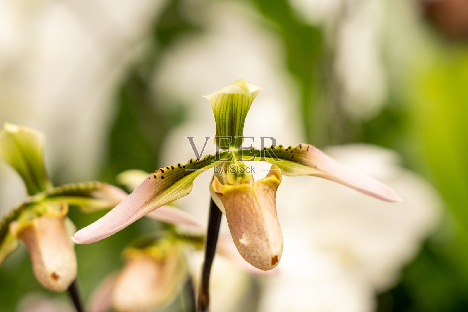 兰花花蝴蝶兰兰花在春天的一天以美丽光滑的背景。照片摄影图片
