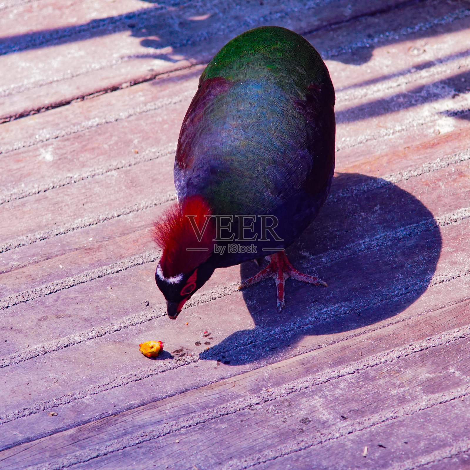 公园里的热带鸟照片摄影图片