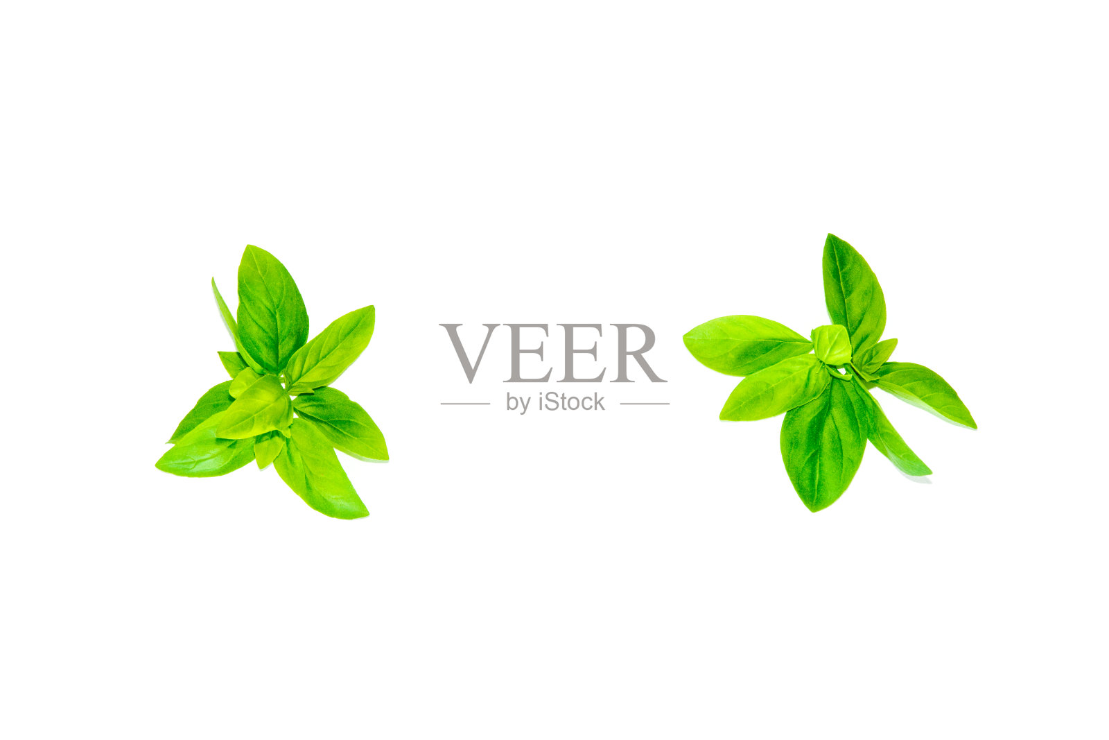 罗勒照片摄影图片