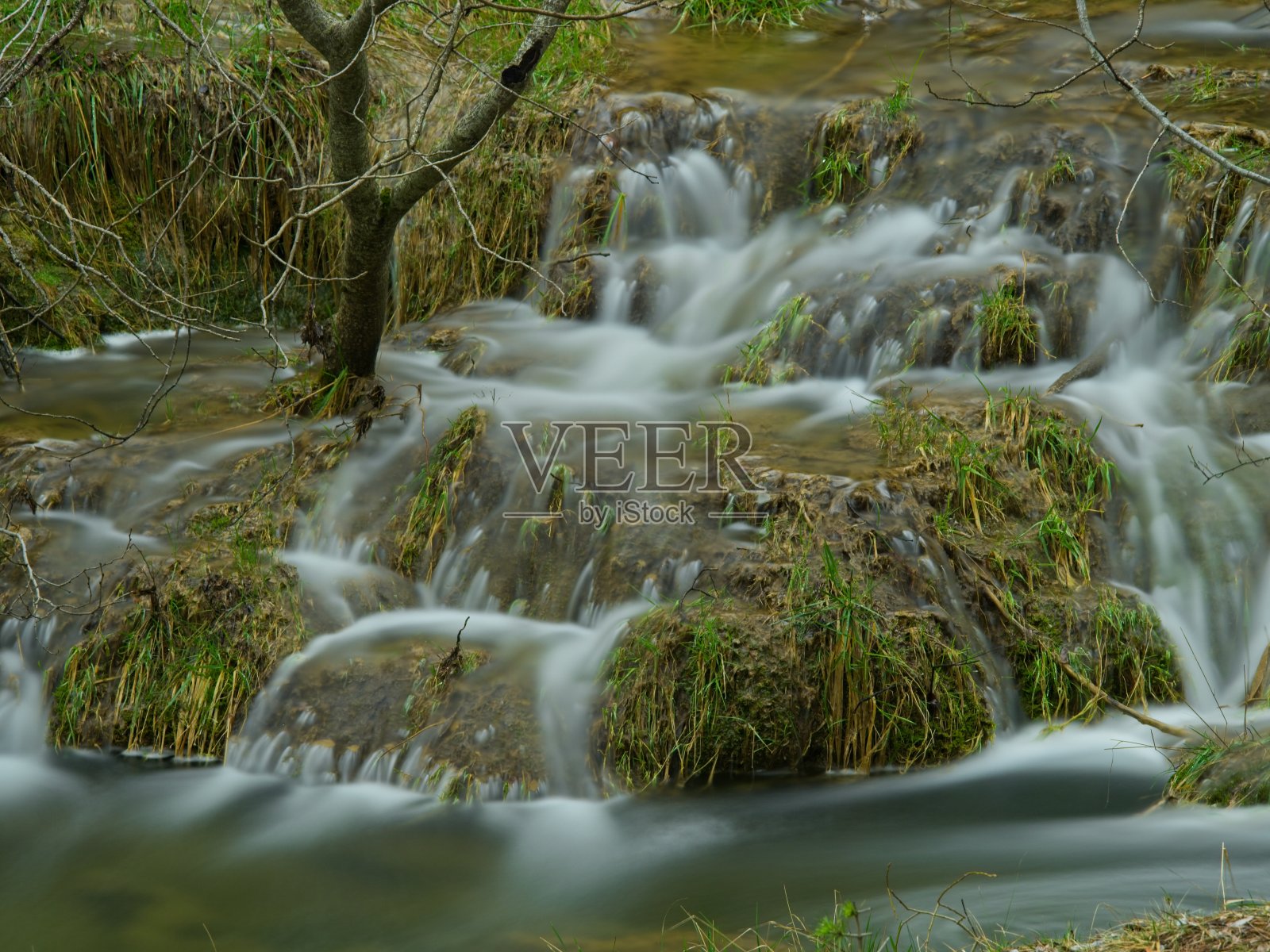 库尔沃河边的树照片摄影图片