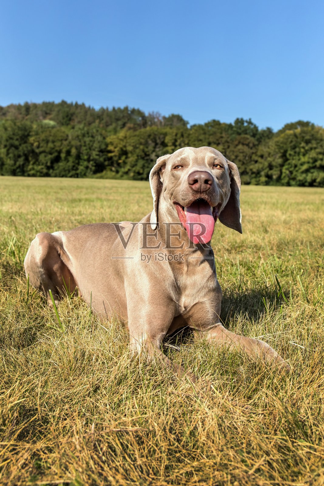 在绿色草坪上的一个品种威玛瑞犬的侧面肖像。纯种魏玛拉犬在大自然的草地上在夏天的一天。照片摄影图片