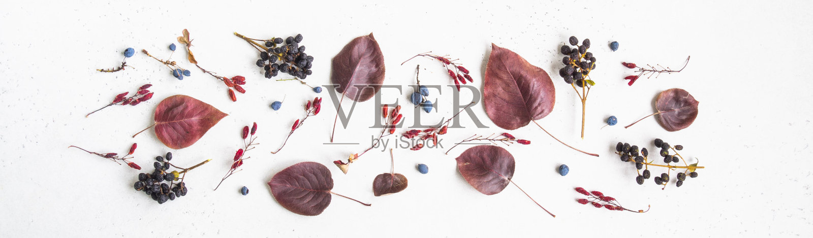 各种浆果和野生树木的叶子边界隔离在白色纹理背景和开放空间的文本。植物学的背景。前视图。平躺照片摄影图片