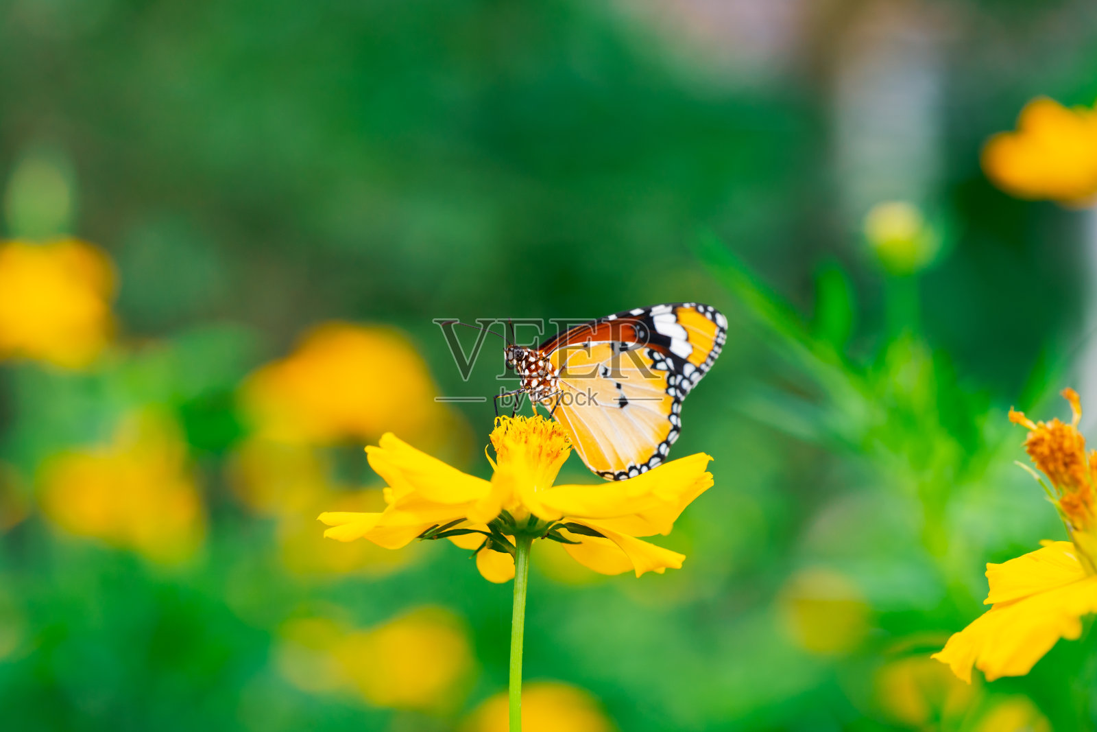 特写彩色的泰国蝴蝶在黄色的花照片摄影图片