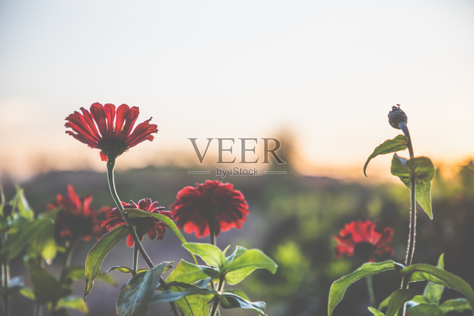 红花秋日落照片摄影图片