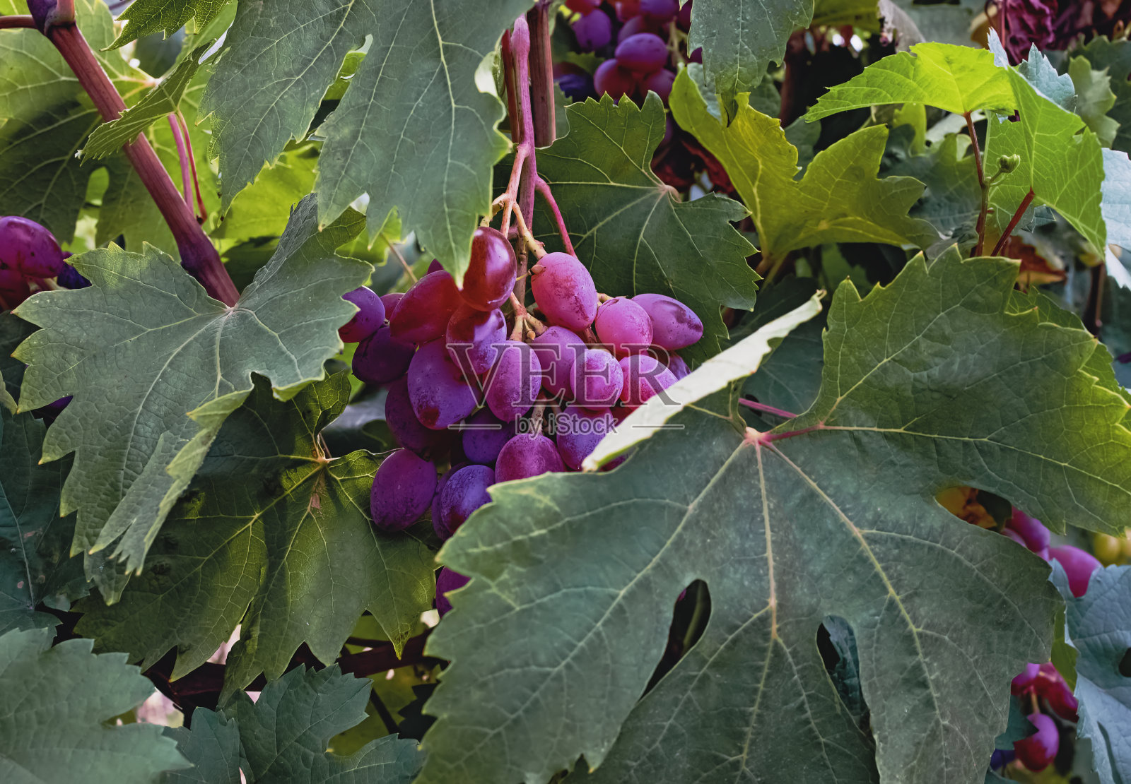 葡萄藤上的红色葡萄特写。照片摄影图片