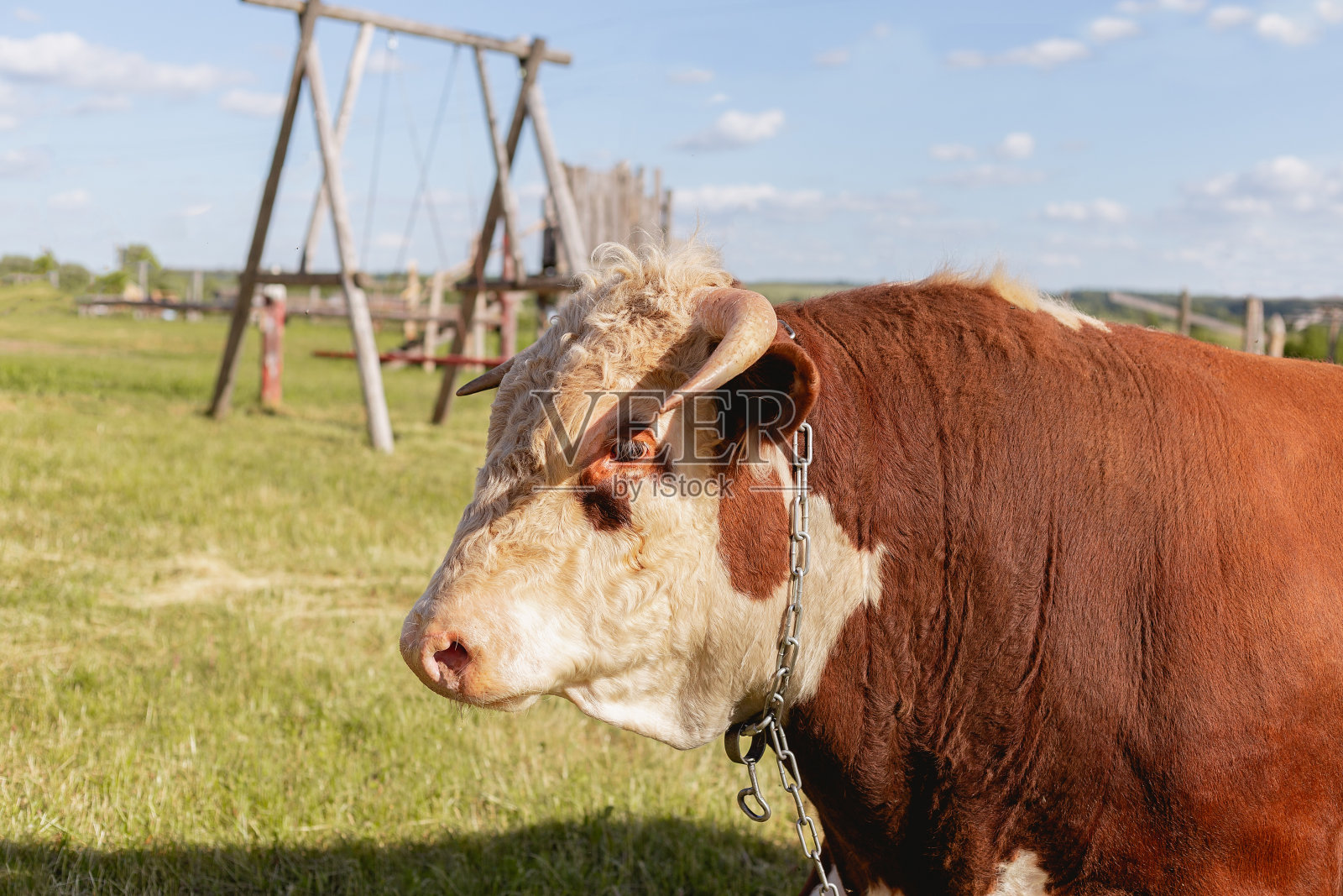 牛的头近距离在一个绿色的夏季草地和森林的背景，乳制品的概念。黄道十二宫金牛，东方星座公牛，象征2021年，历法，新年，圣诞节照片摄影图片