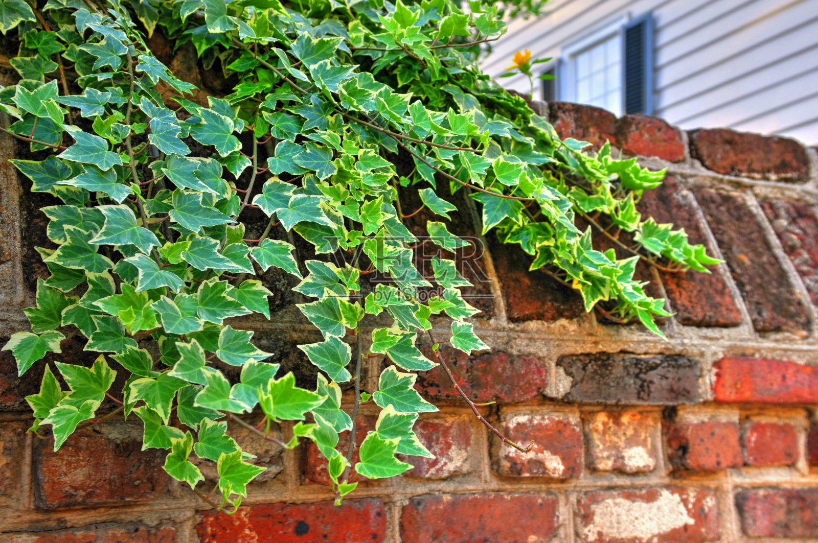 常青藤生长在古老的砖篱笆上，查尔斯顿，南卡罗来纳州照片摄影图片