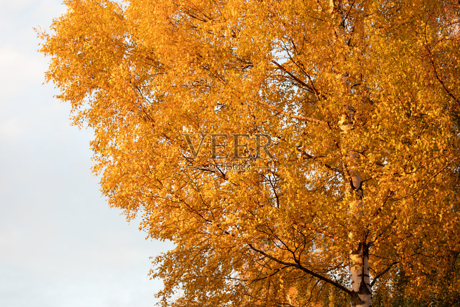 秋天的白桦树和树叶照片摄影图片