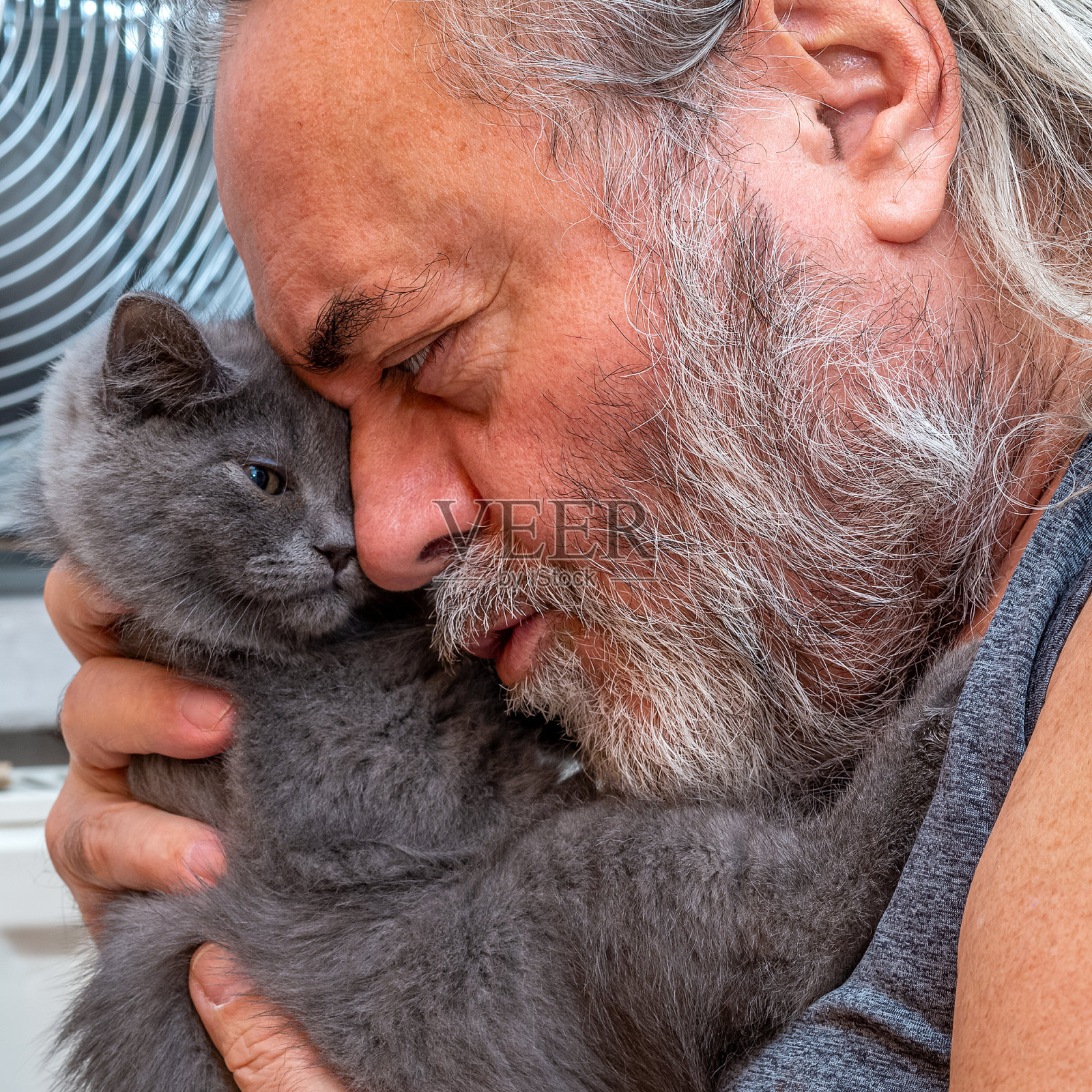 大爱，老年人和新生苏格兰直短毛灰色小猫照片摄影图片