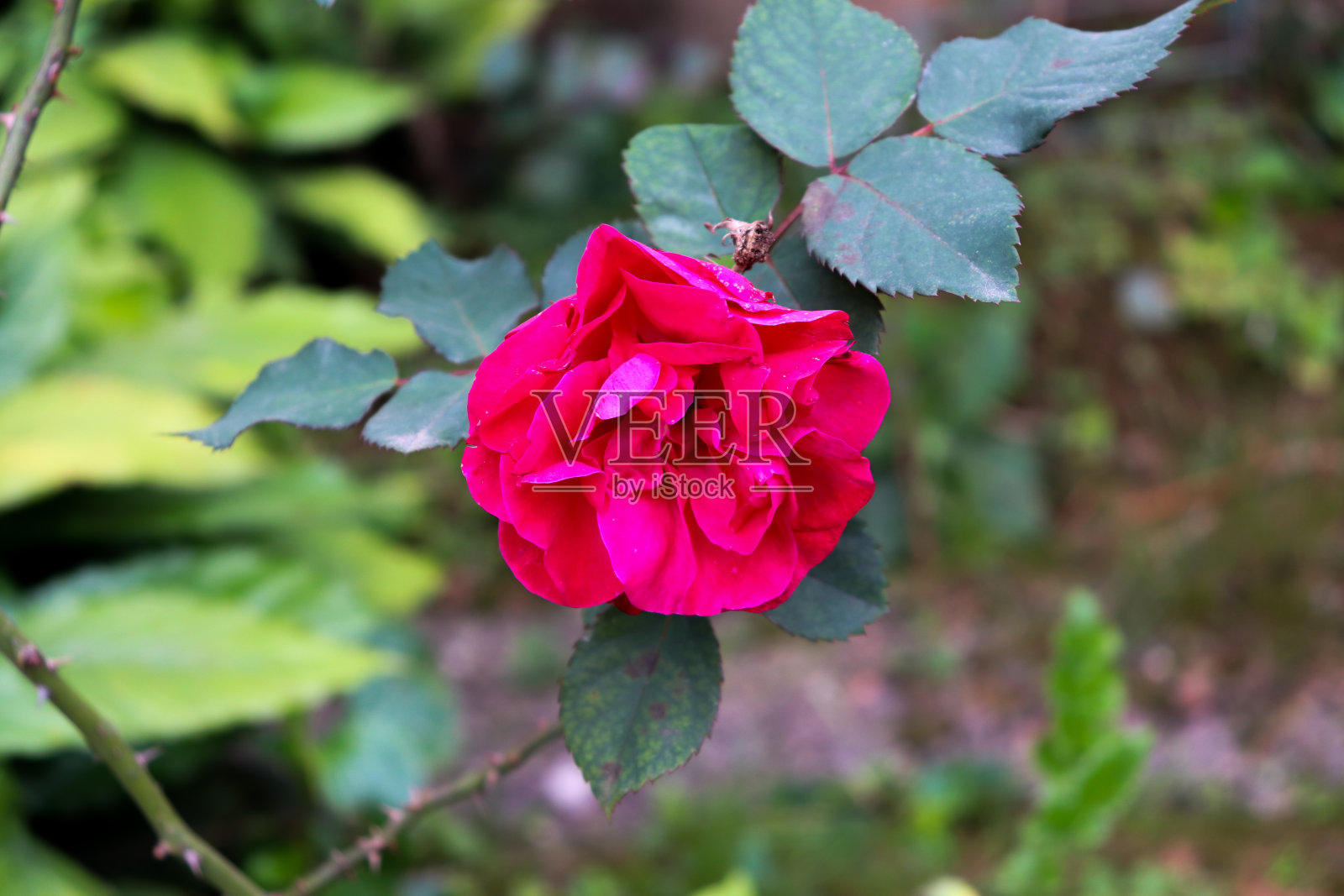 来自巴西南部的花园玫瑰。照片摄影图片