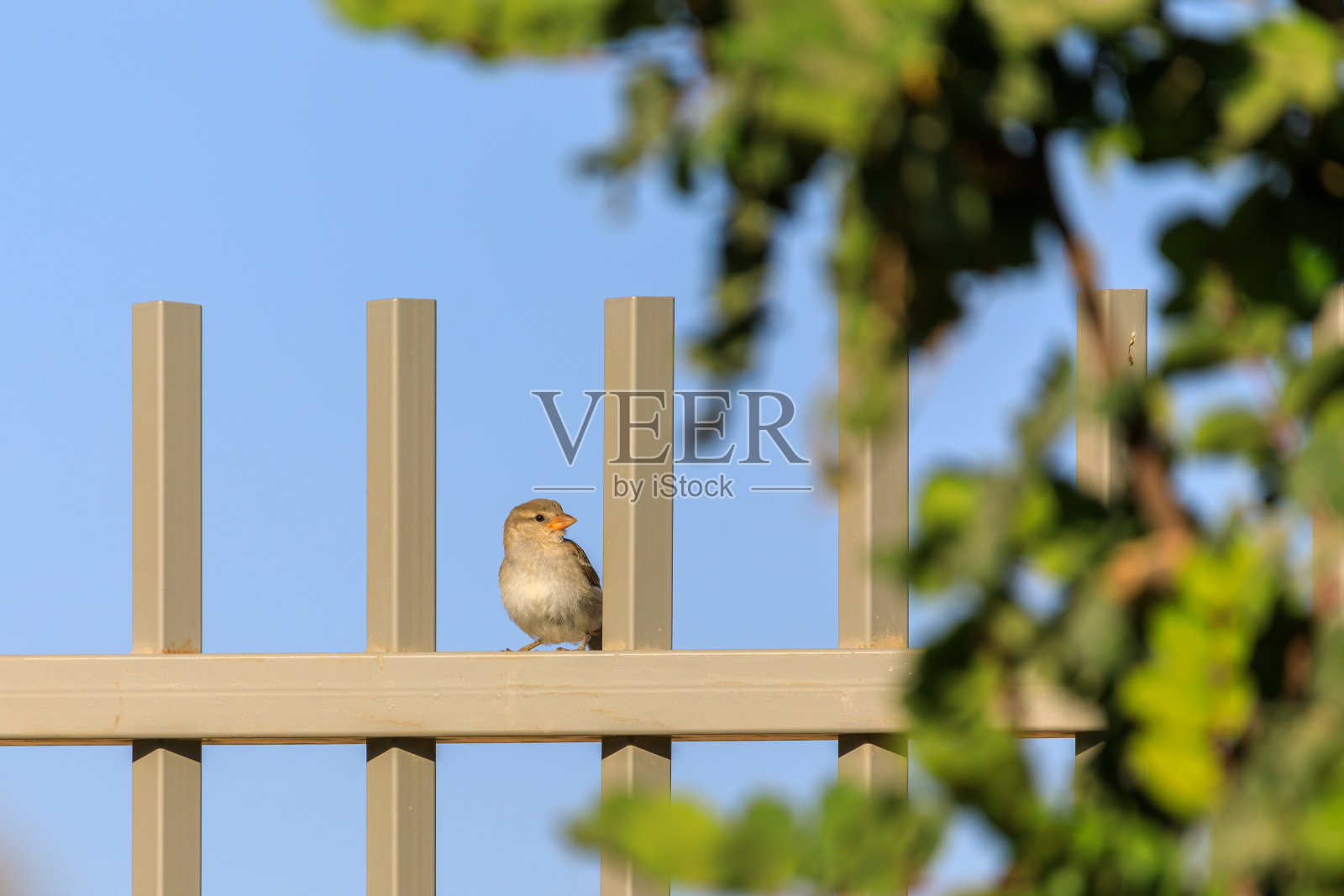 停留在栅栏上向左看的雌性麻雀照片摄影图片