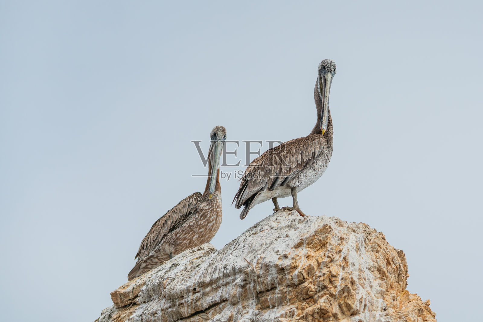 悬崖顶上的鹈鹕，背景是晴朗的天空。皮斯莫海滩，加利福尼亚中部海岸照片摄影图片