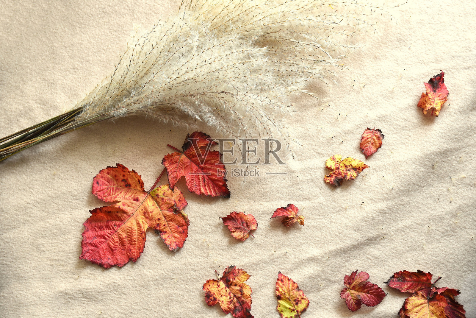 红色的秋叶旁边的芒草(中国银草)的花束和种子的米色织物背景。舒适的成分照片摄影图片