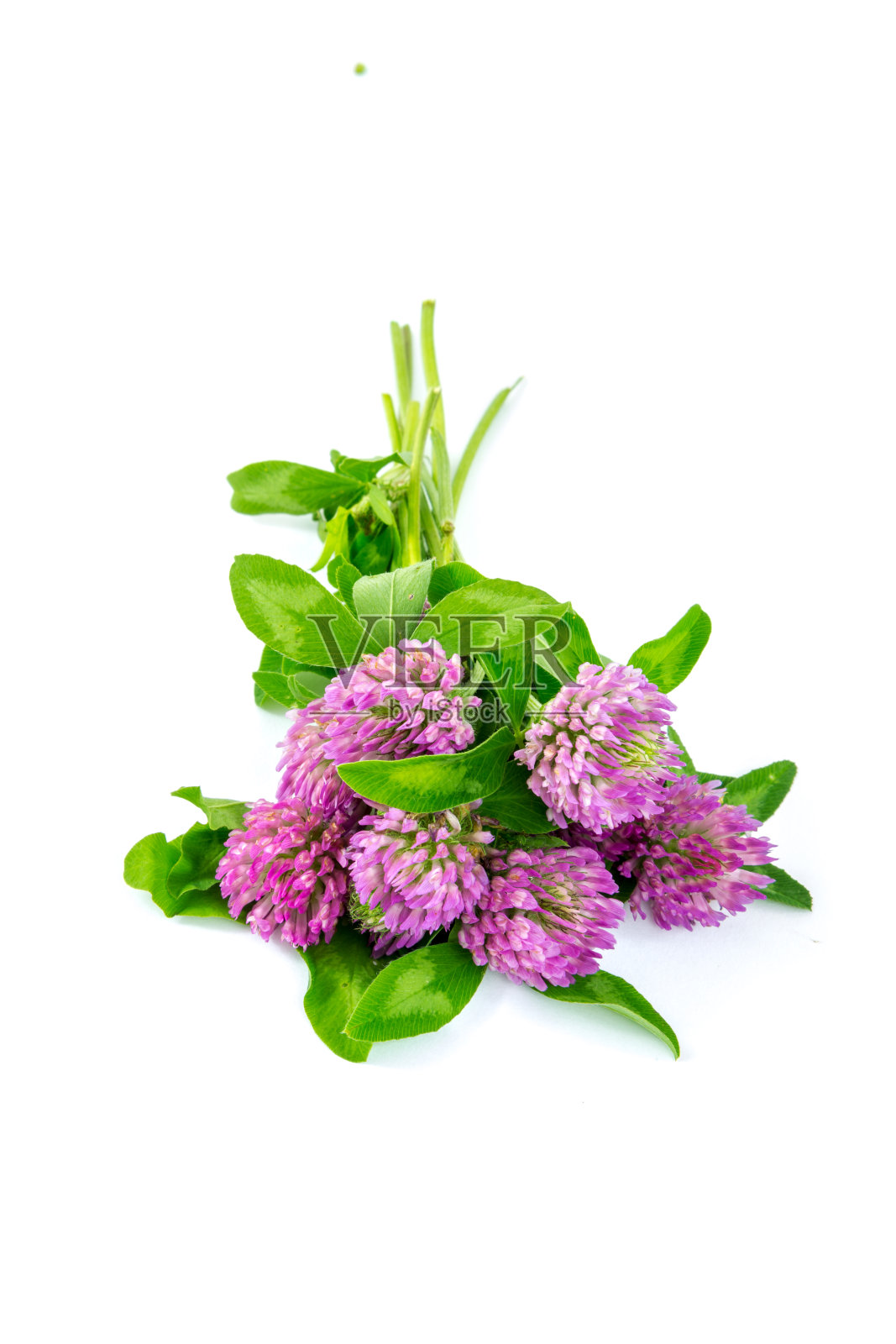 在白色背景上剪出叶子的三叶草花照片摄影图片