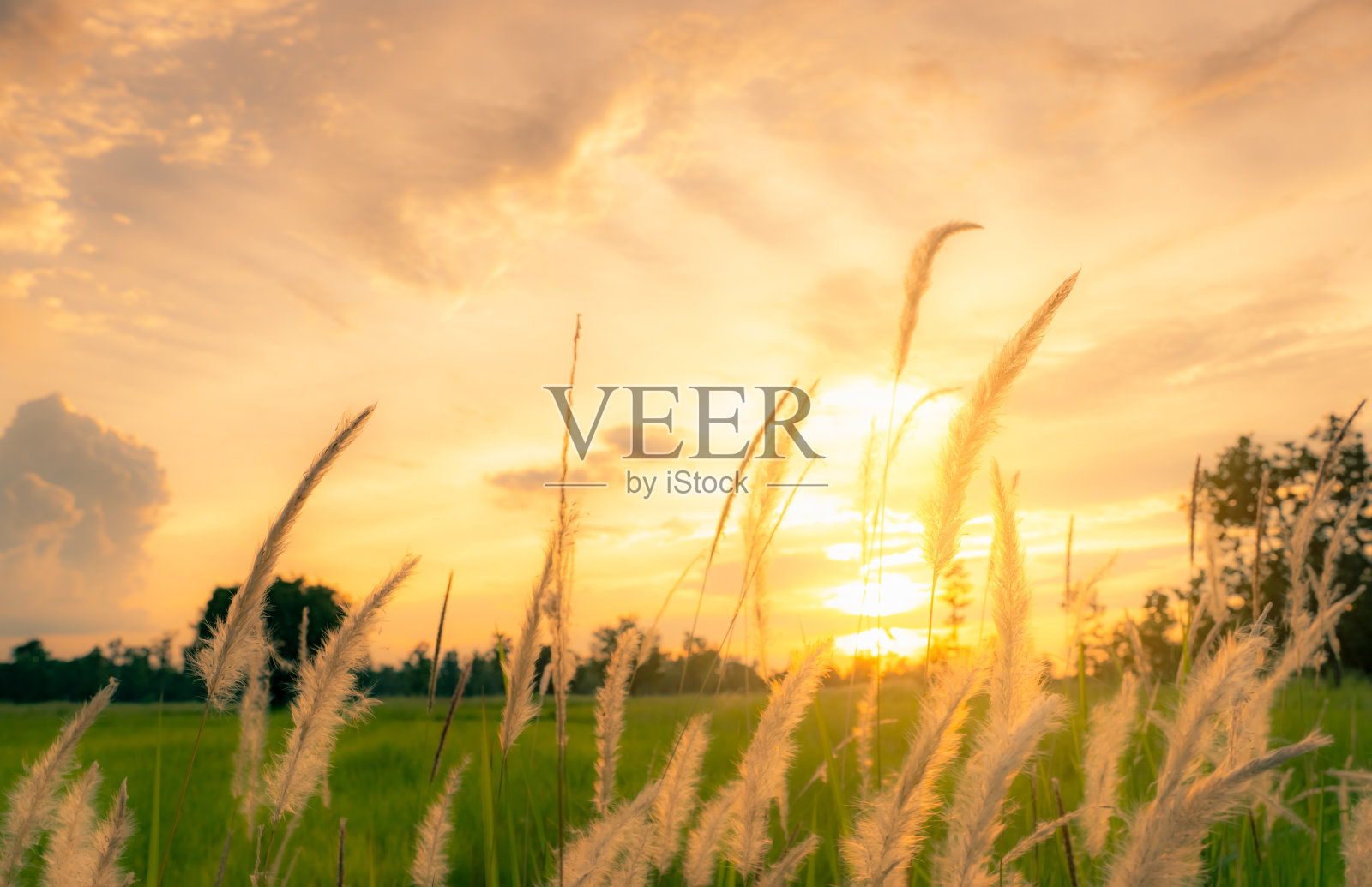 白色的草花在模糊的背景绿色的稻田和早晨的阳光与金色的天空。农村的观点。自然美。美丽的阳光背后的草地花在早上在农场。照片摄影图片