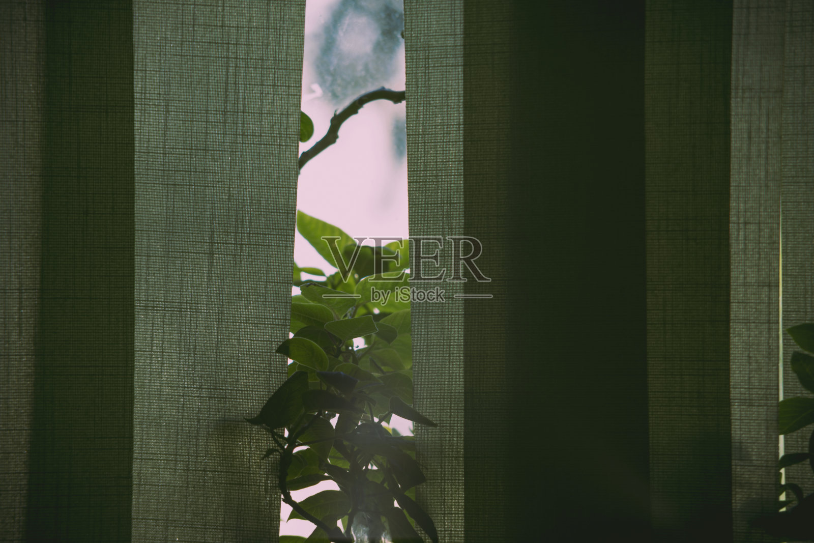 绿色窗帘之间的温室植物的特写照片摄影图片