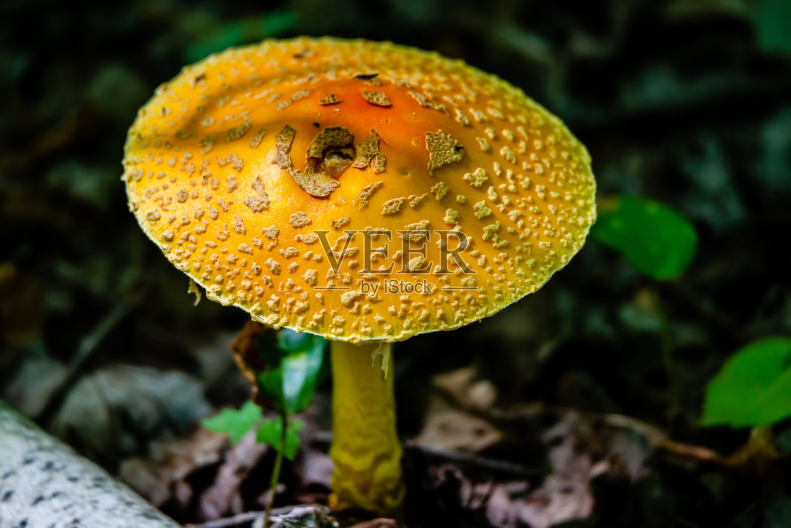 橙黄色飞木耳蘑菇照片摄影图片