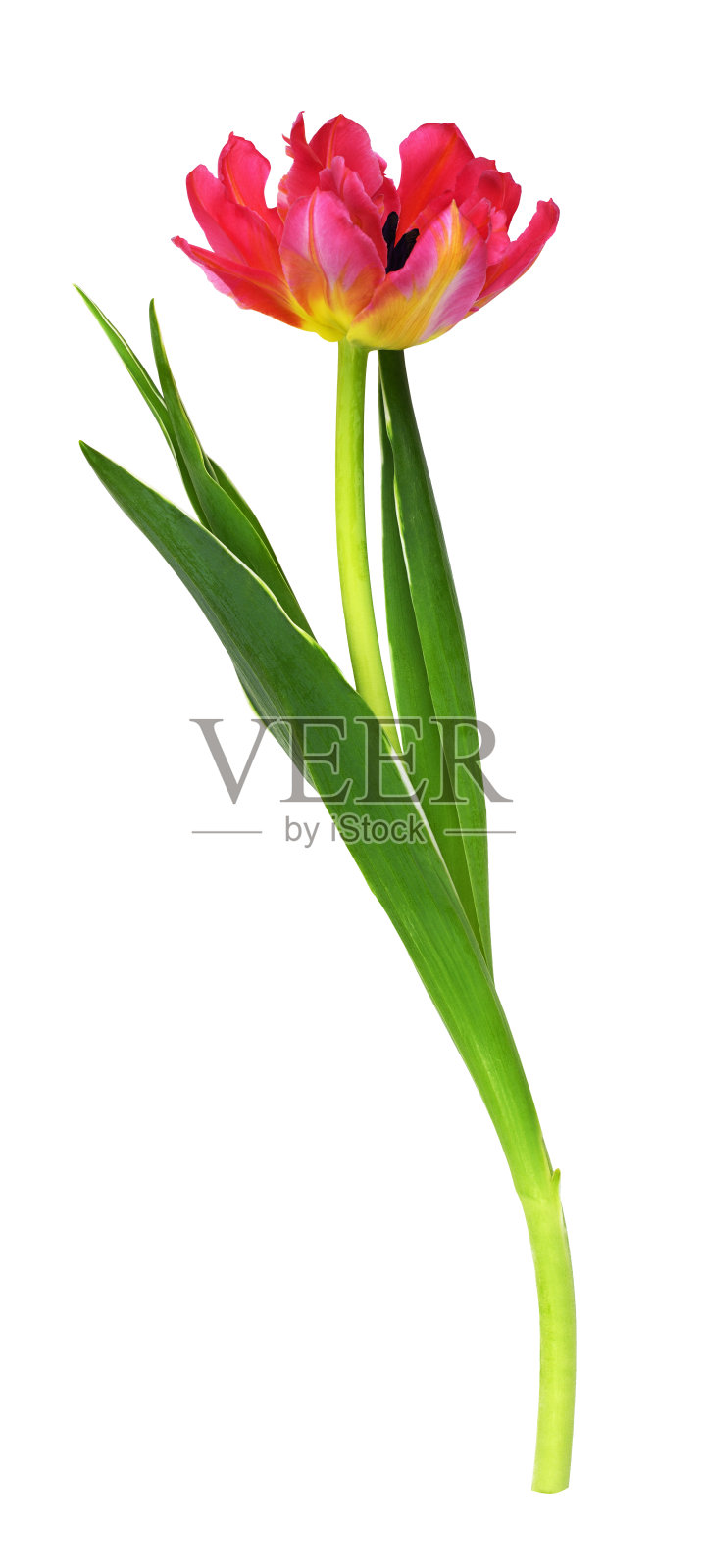 珊瑚和黄色的郁金香花照片摄影图片