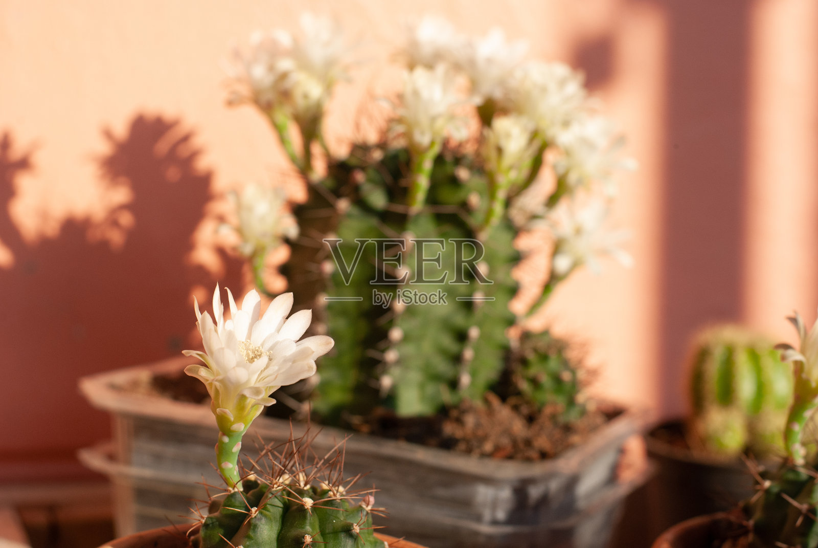 绿刺仙人掌多开白色花朵，植物爱好照片摄影图片