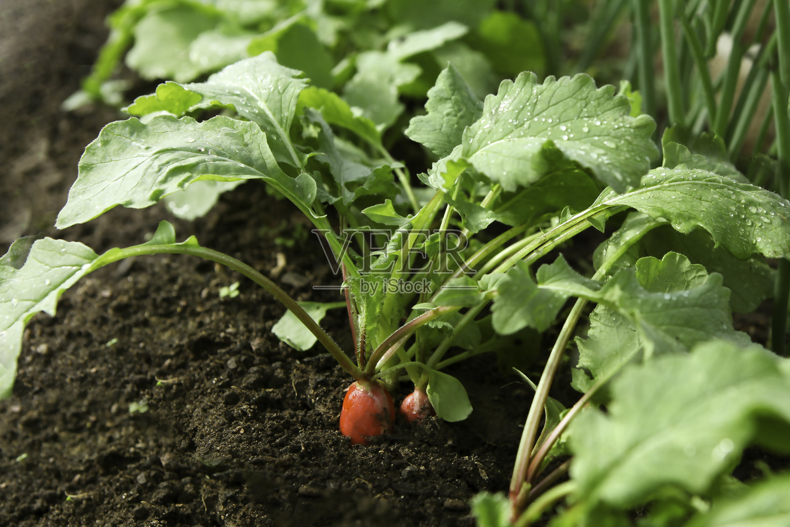 鲜红的萝卜从地里长出来，特写。照片摄影图片