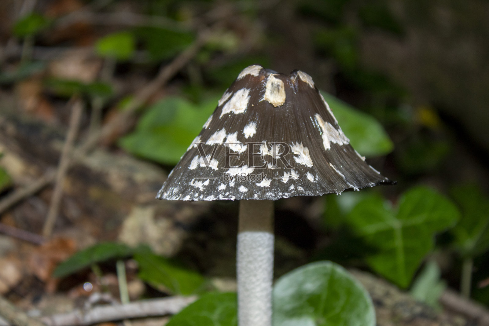 一种奇怪的带白色斑点的棕色蘑菇照片摄影图片
