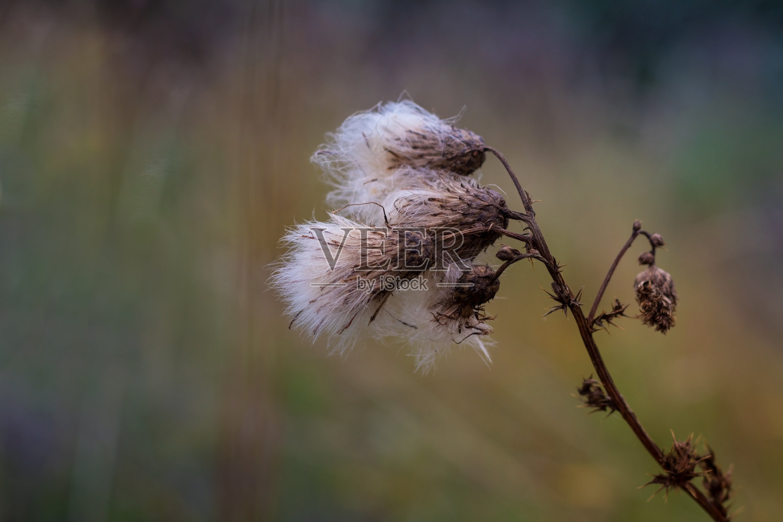 蓟属植物要结籽了照片摄影图片