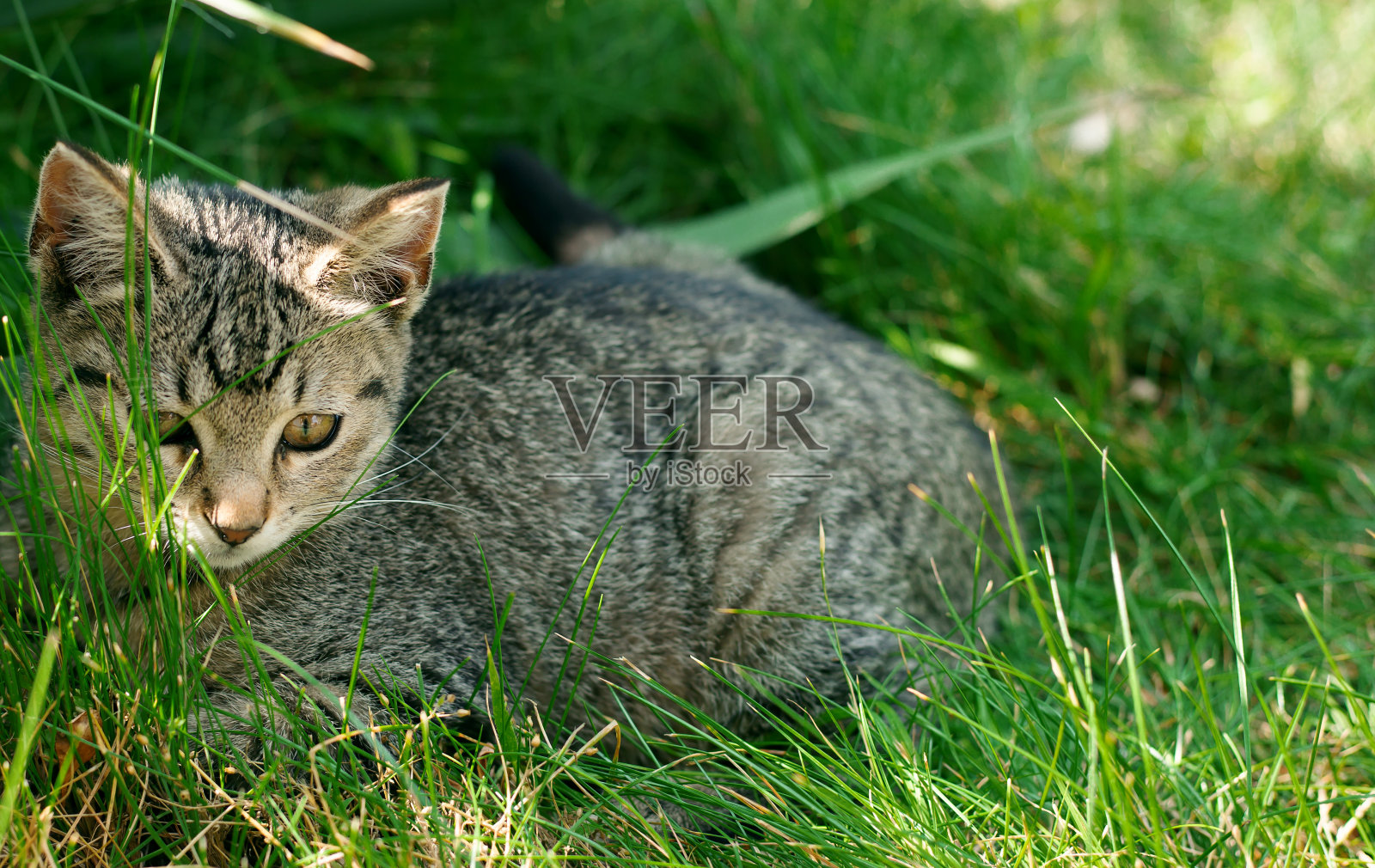 可爱的小猫坐在绿色的草地上照片摄影图片
