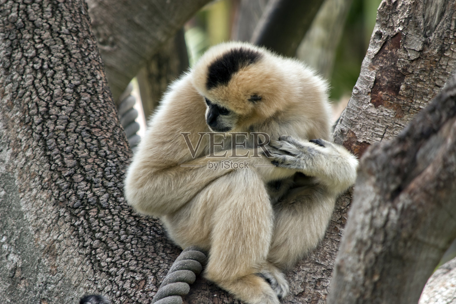 白颊长臂猿在树上照片摄影图片
