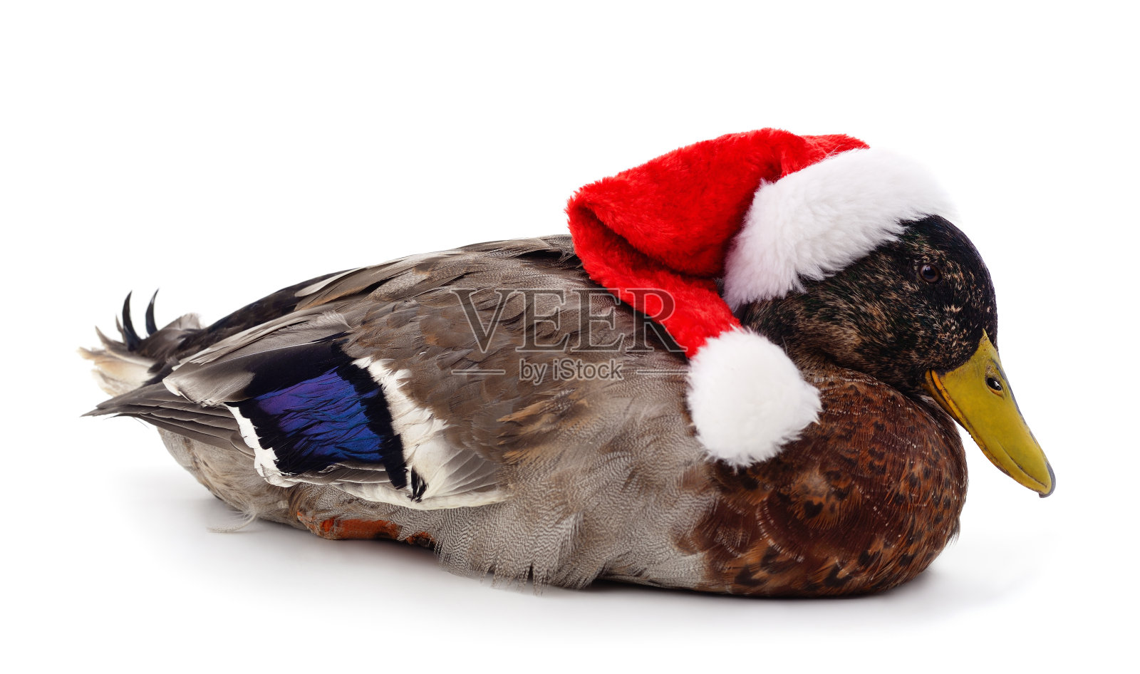 戴圣诞帽的鸭子。照片摄影图片