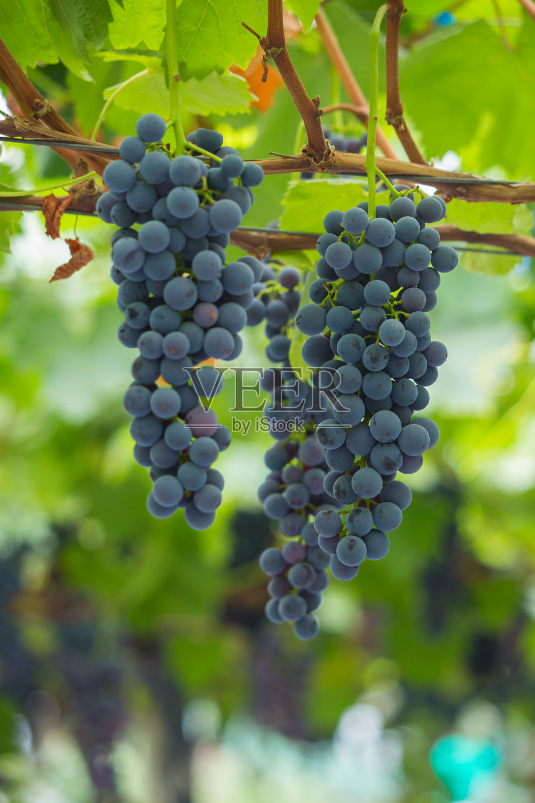 葡萄照片摄影图片